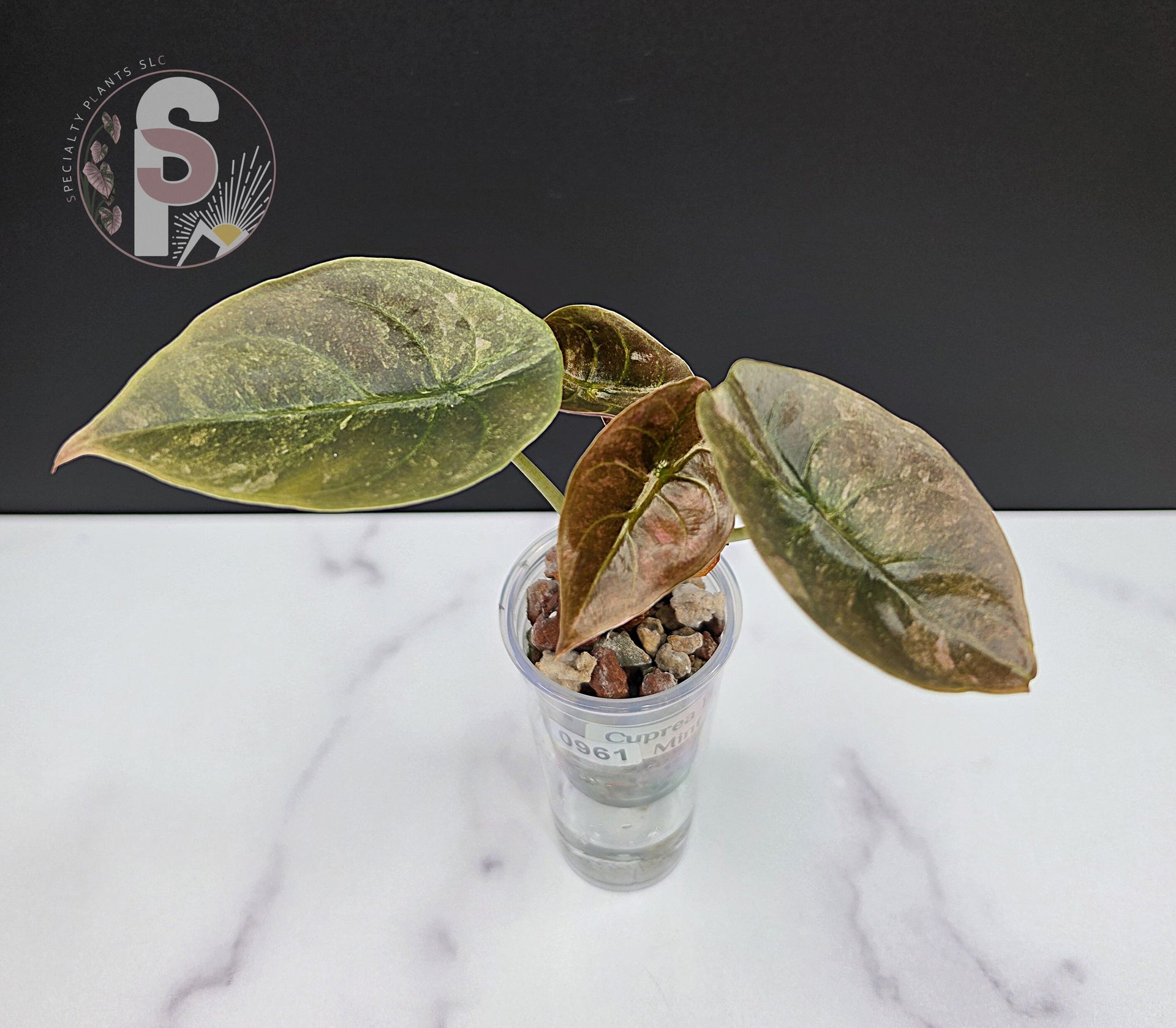Alocasia cuprea pink mint - 0961