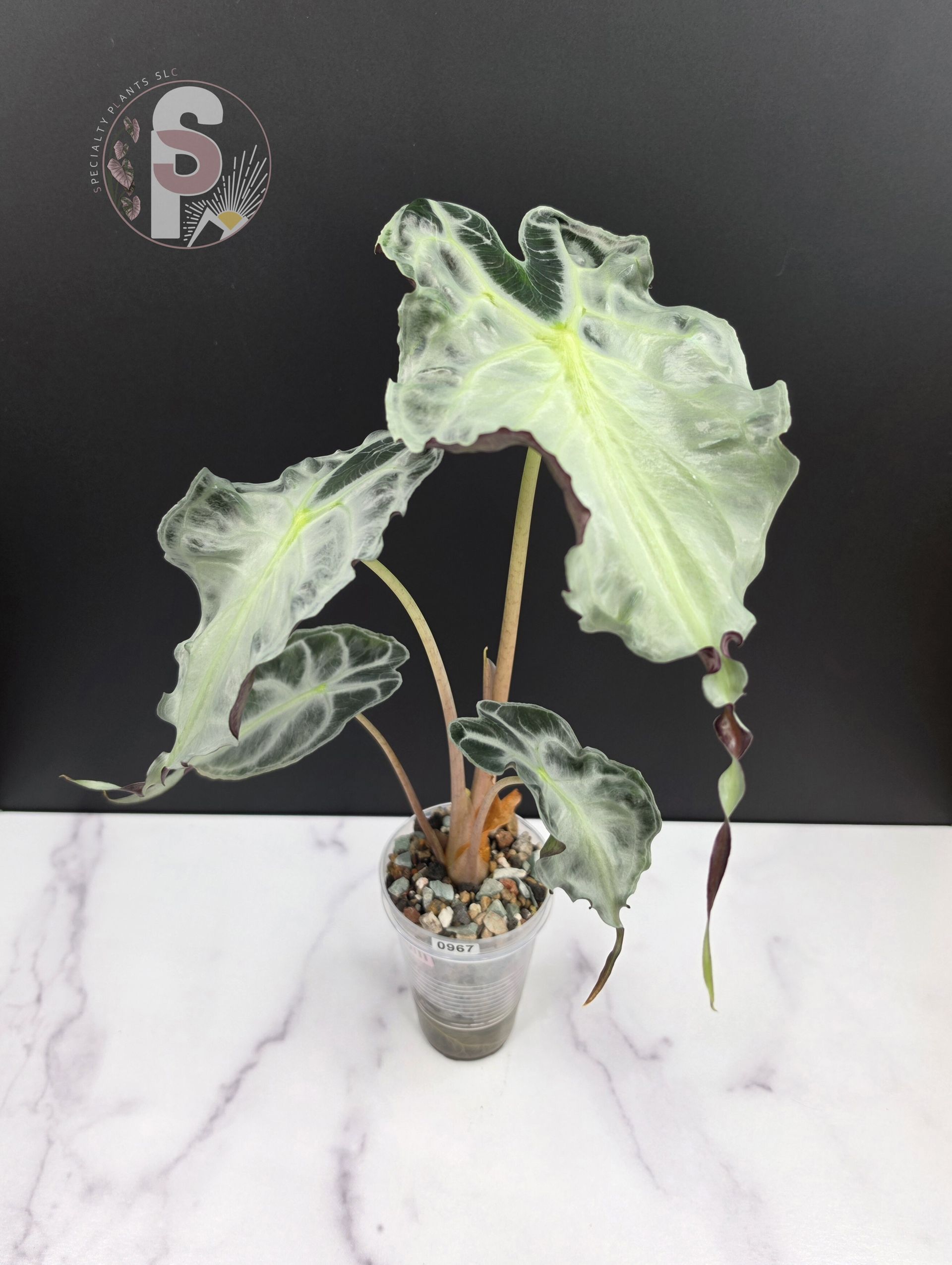 Alocasia venom - 0967