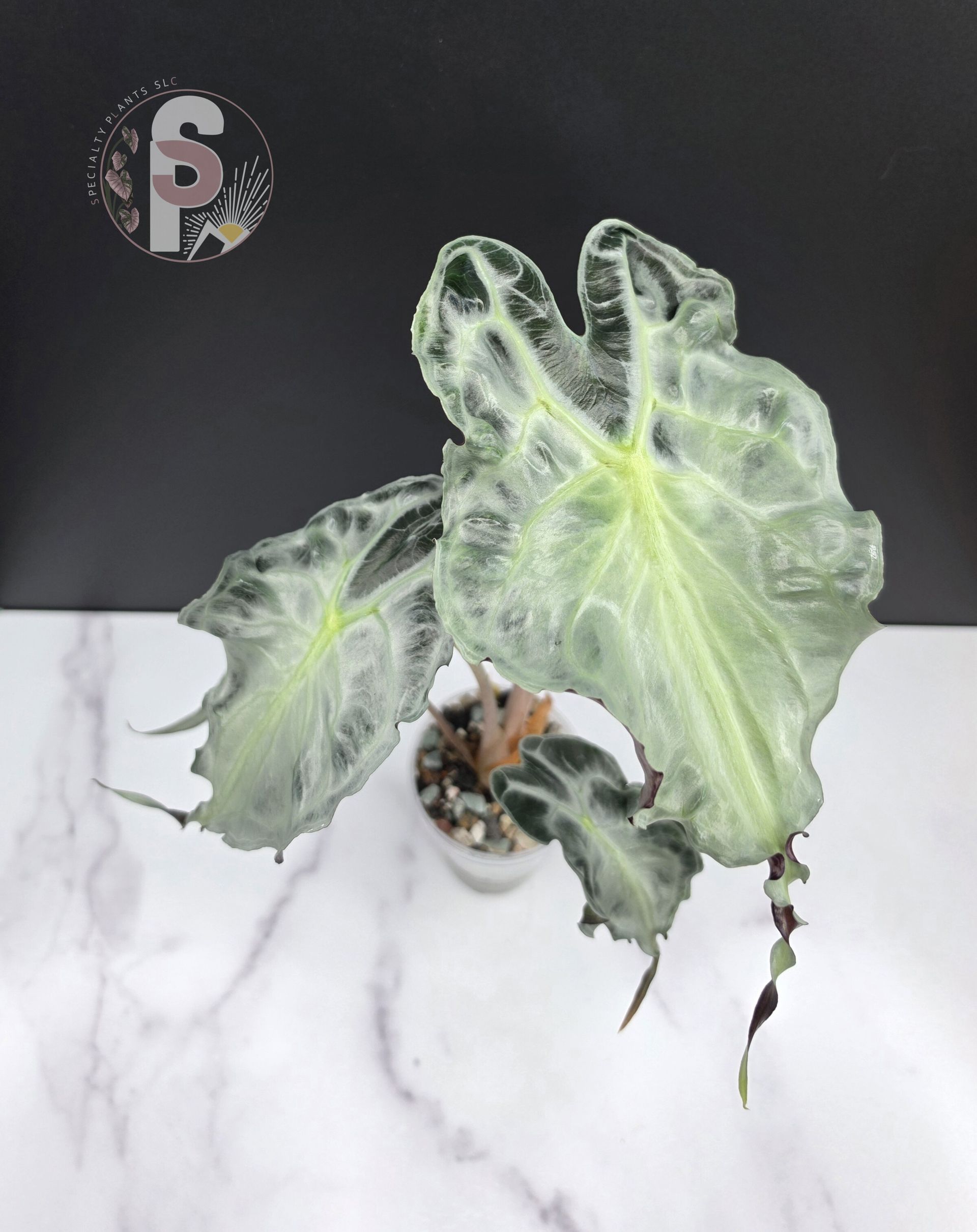Alocasia venom - 0967