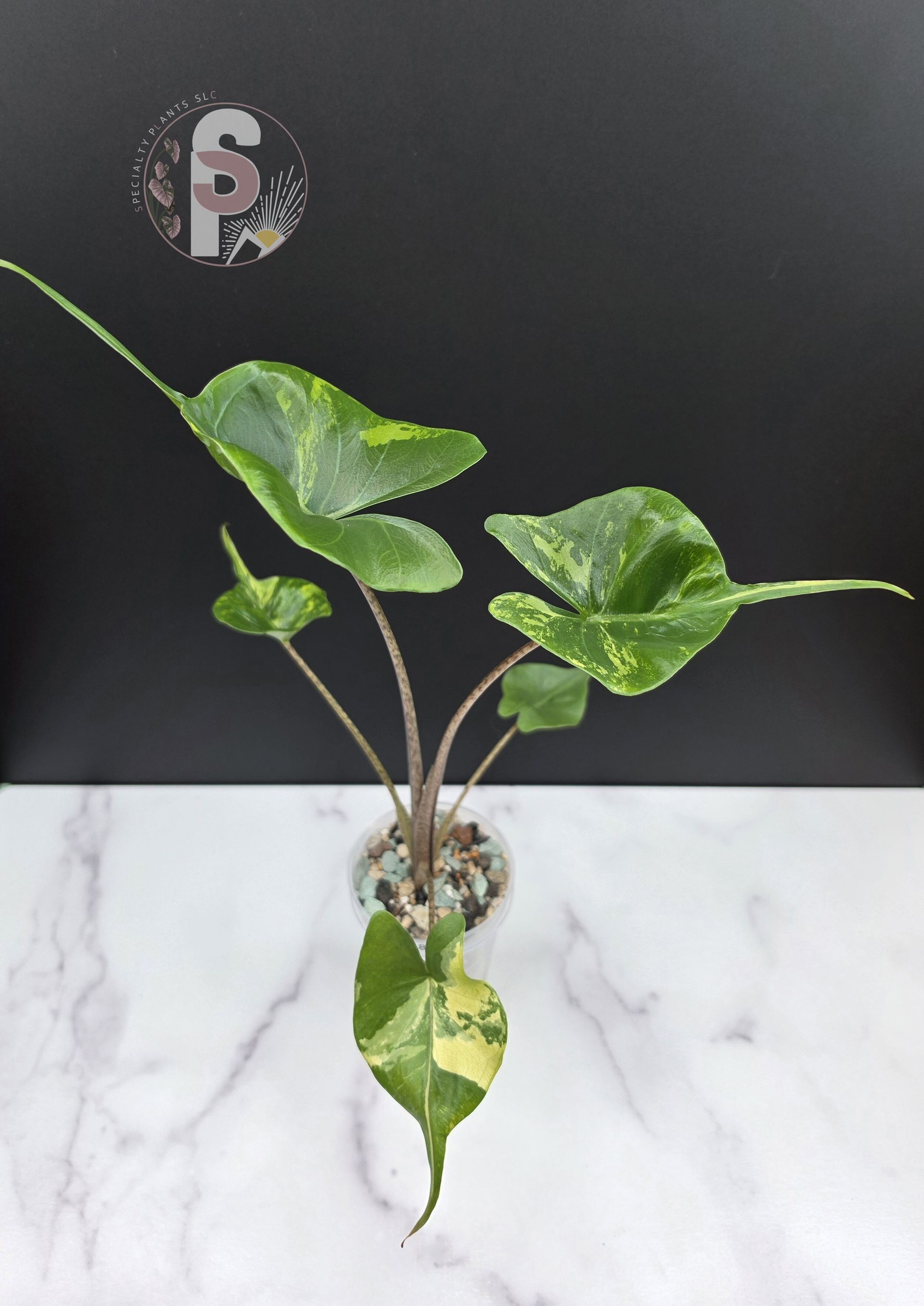Alocasia stingray albo - 0968