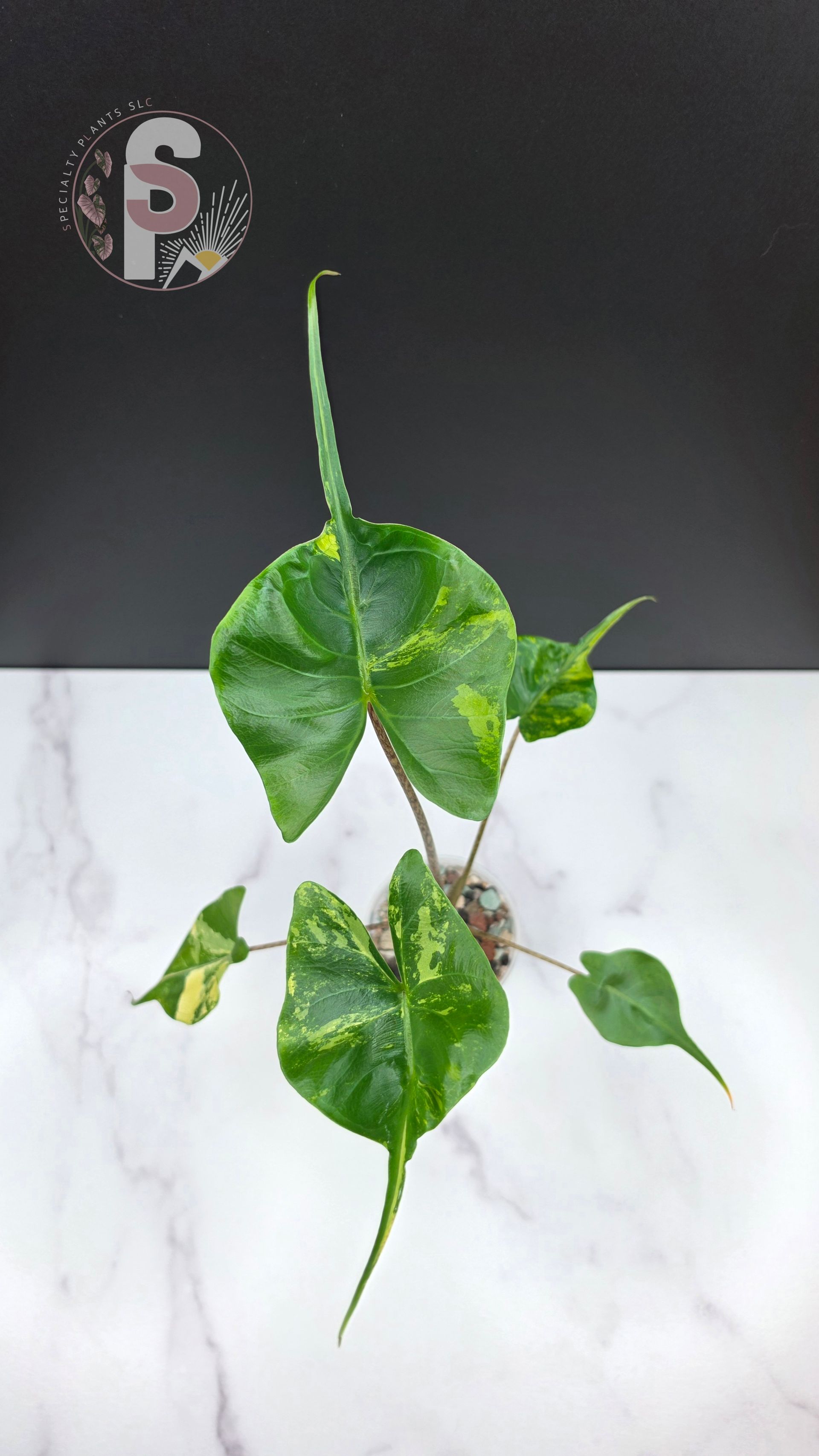 Alocasia stingray albo - 0968