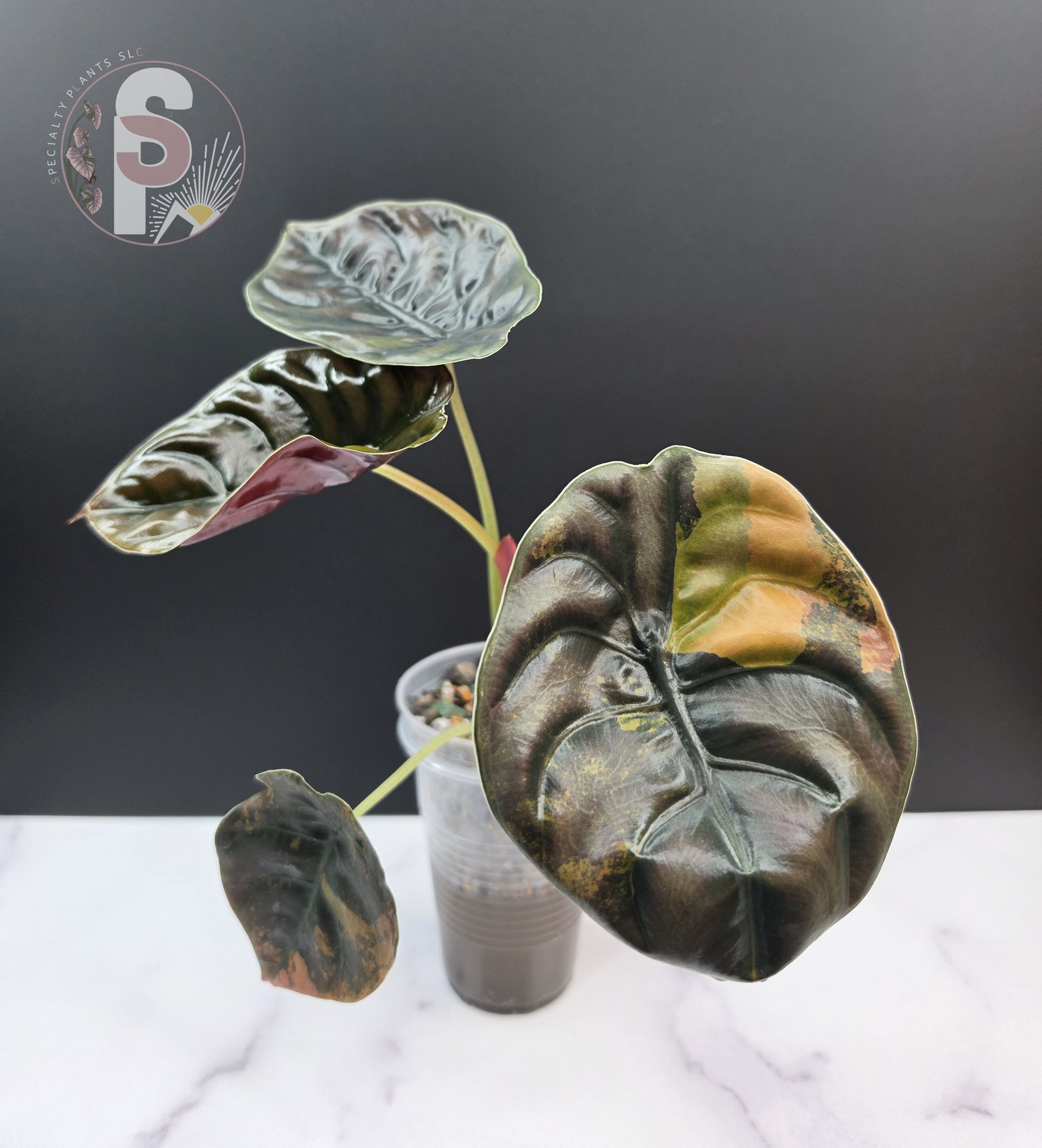 Alocasia cuprea latte - 0972
