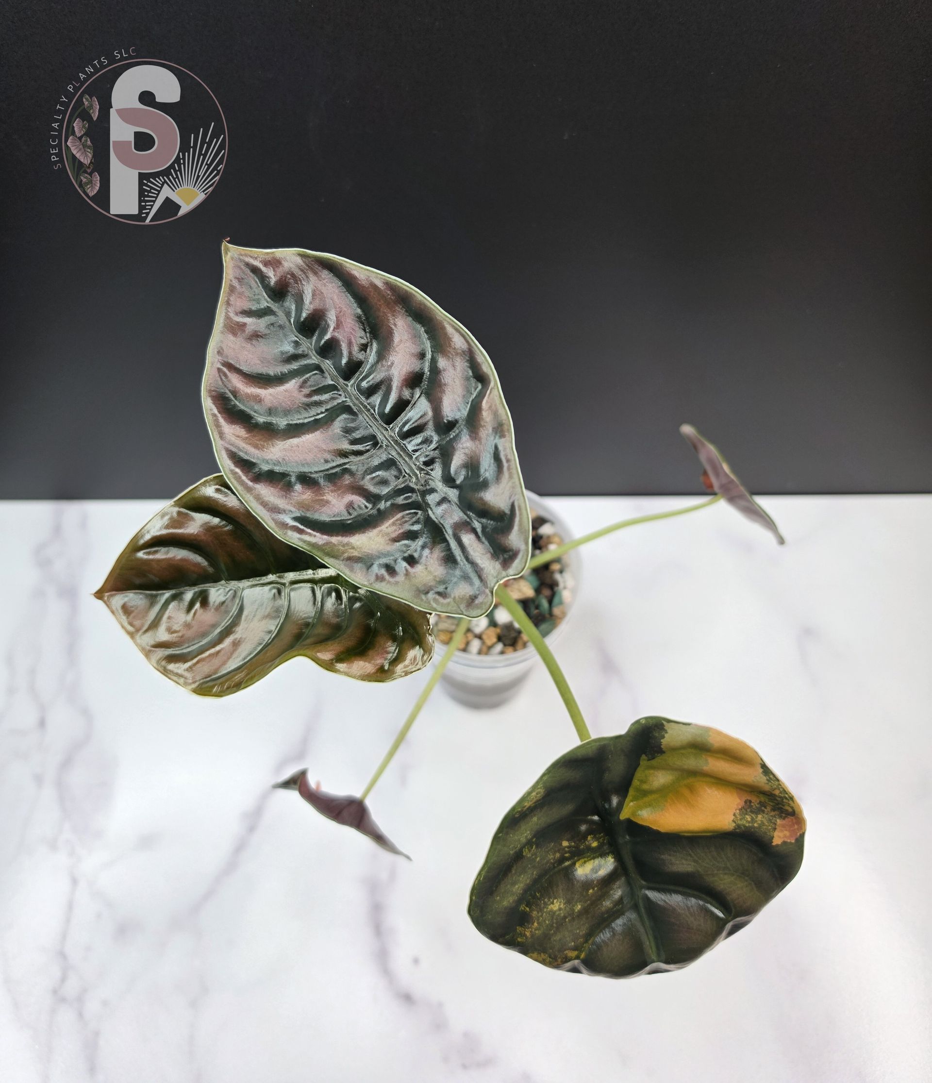 Alocasia cuprea latte - 0972