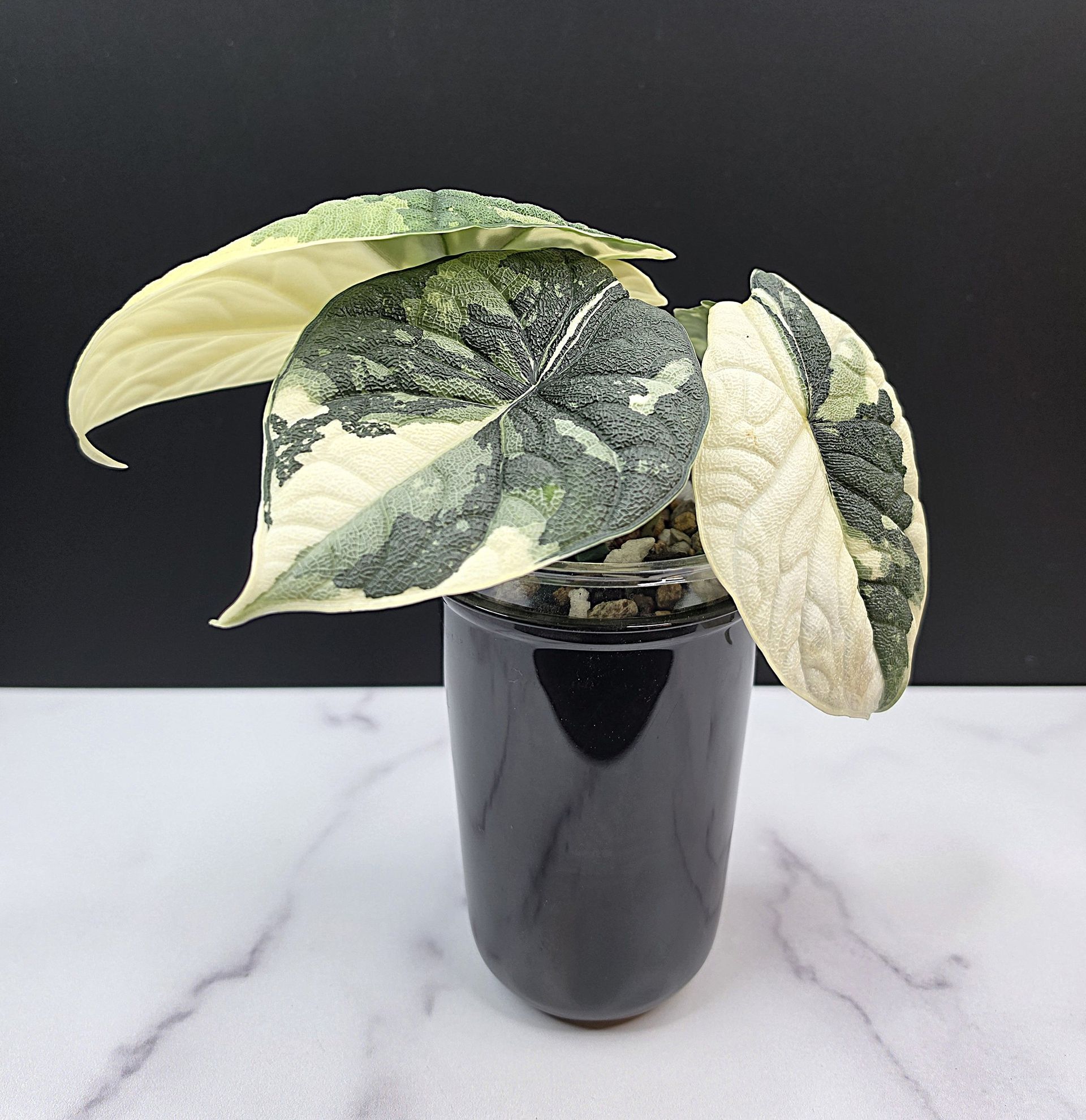 Alocasia melo albo - 0974