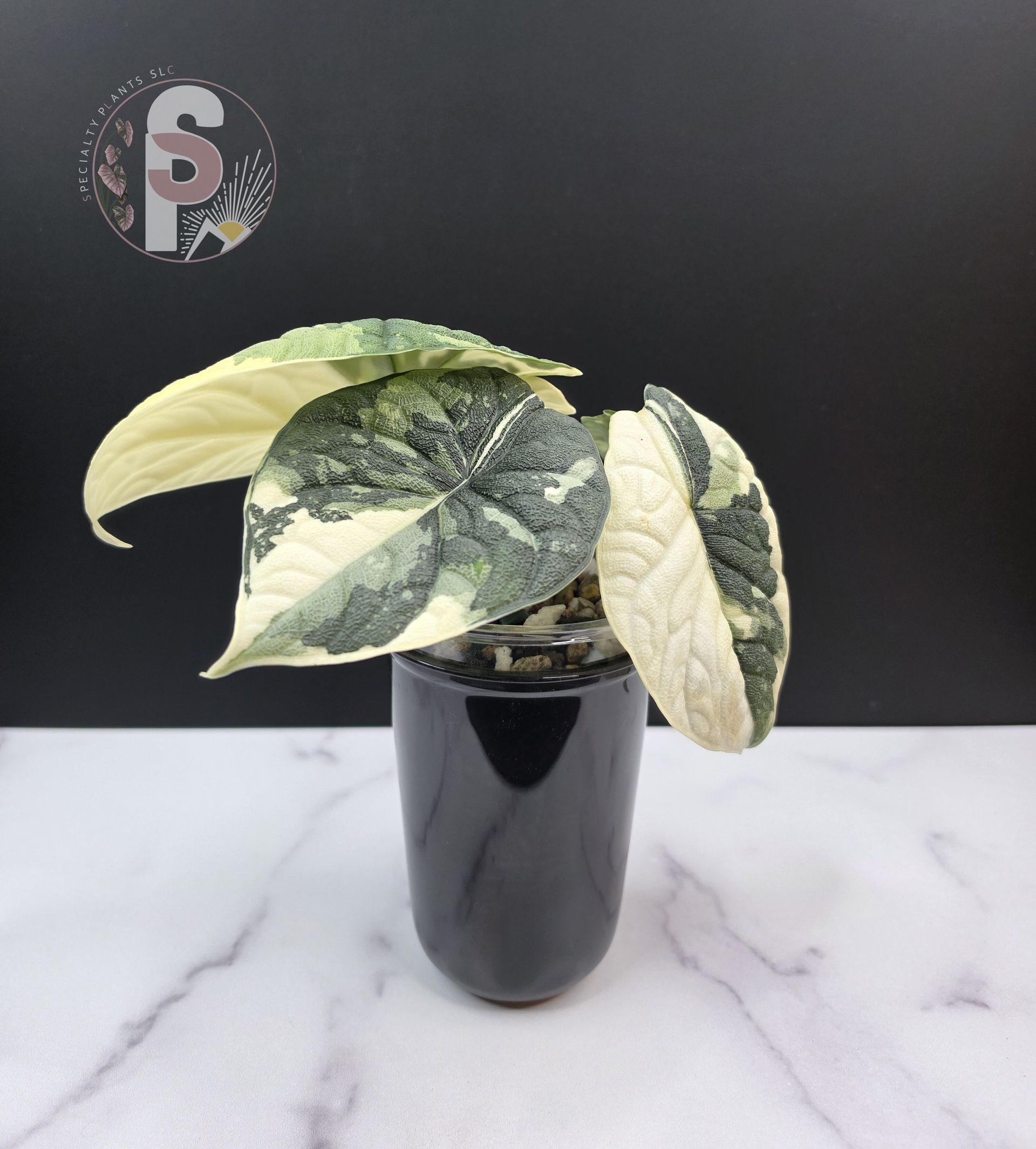 Alocasia melo albo - 0974