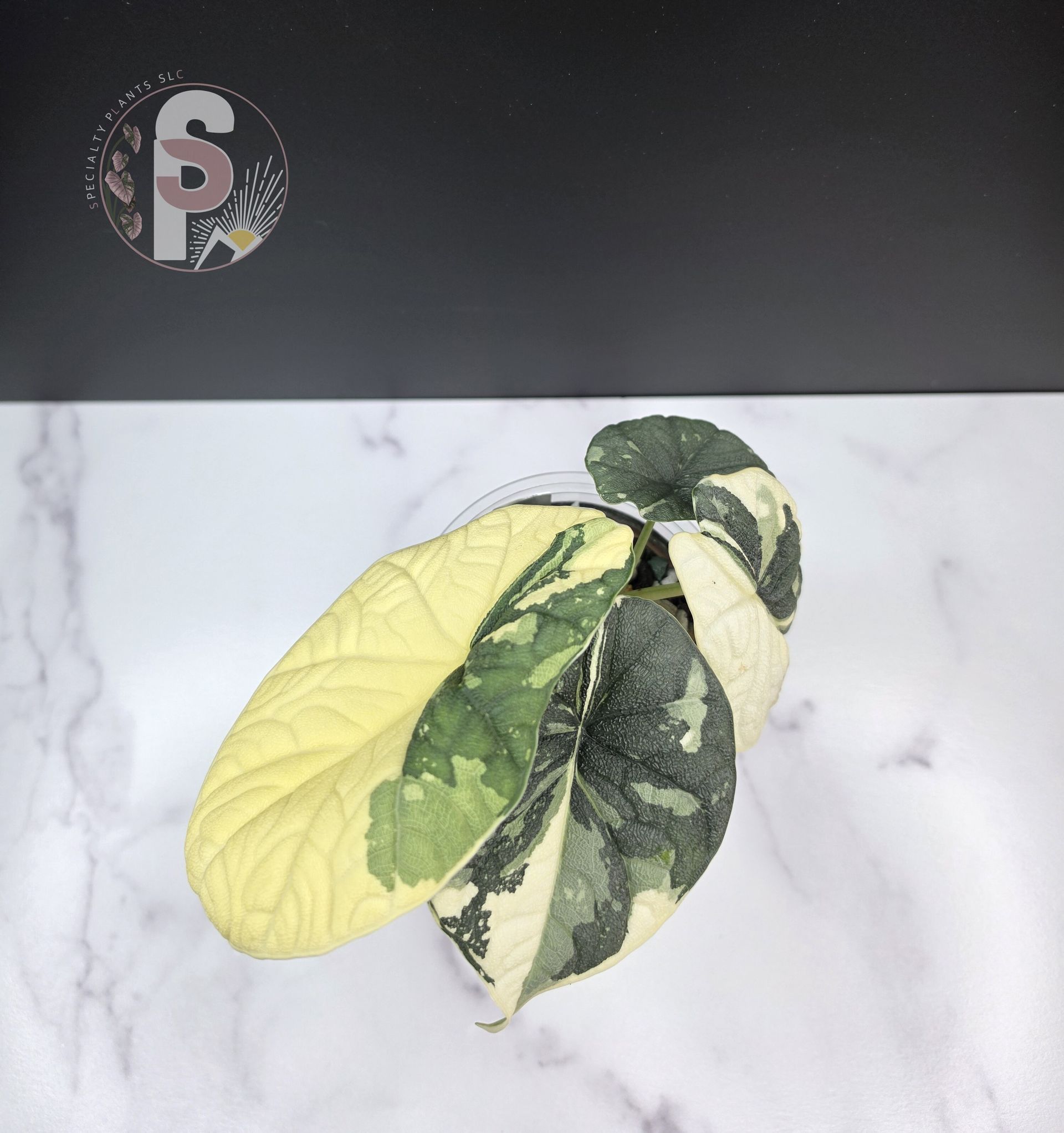 Alocasia melo albo - 0974