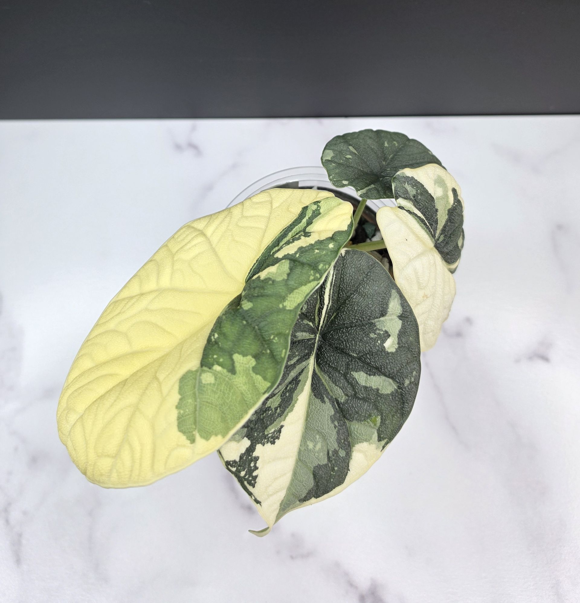 Alocasia melo albo - 0974