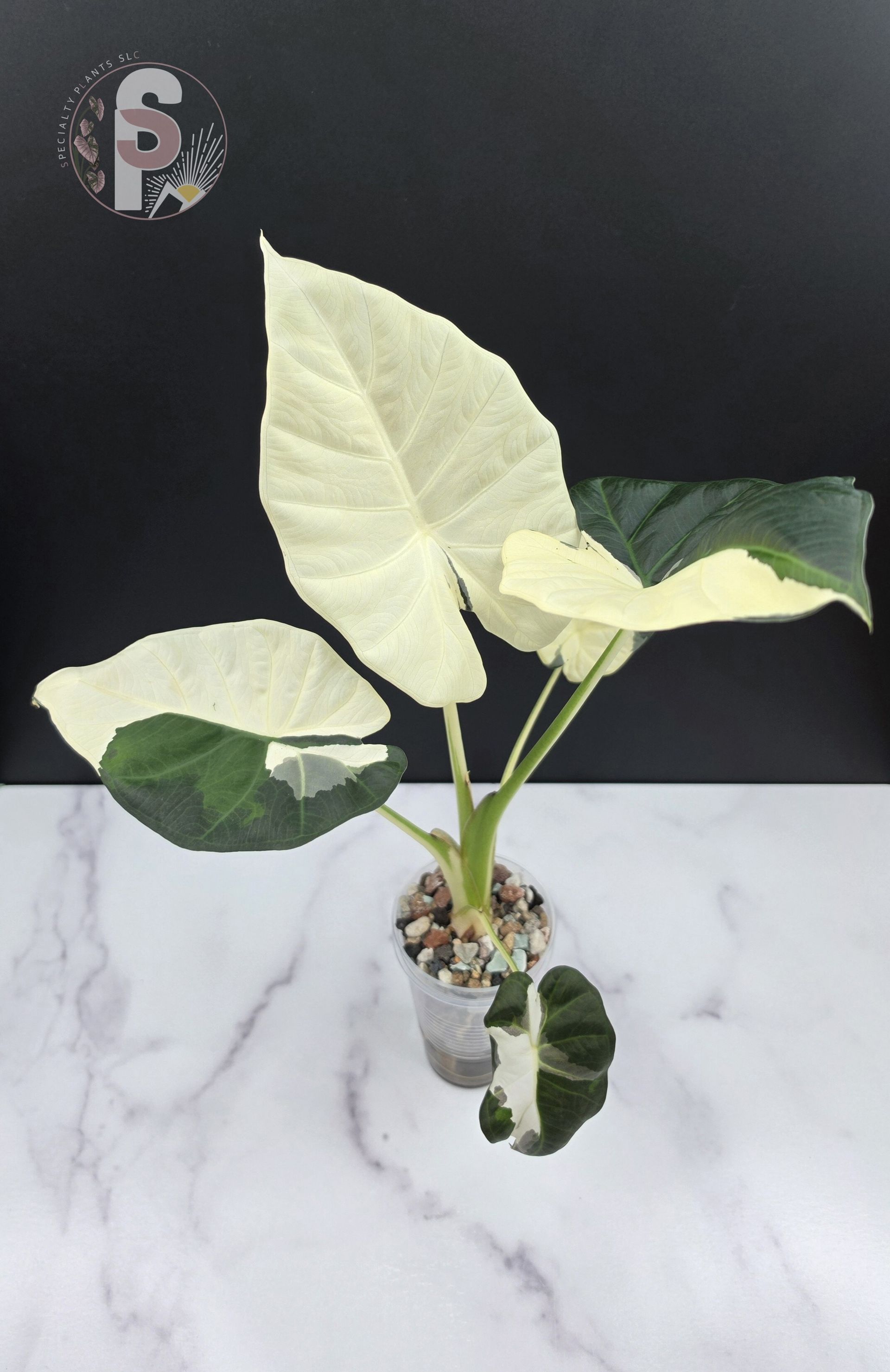 Alocasia regal shield albo/lava - 0979