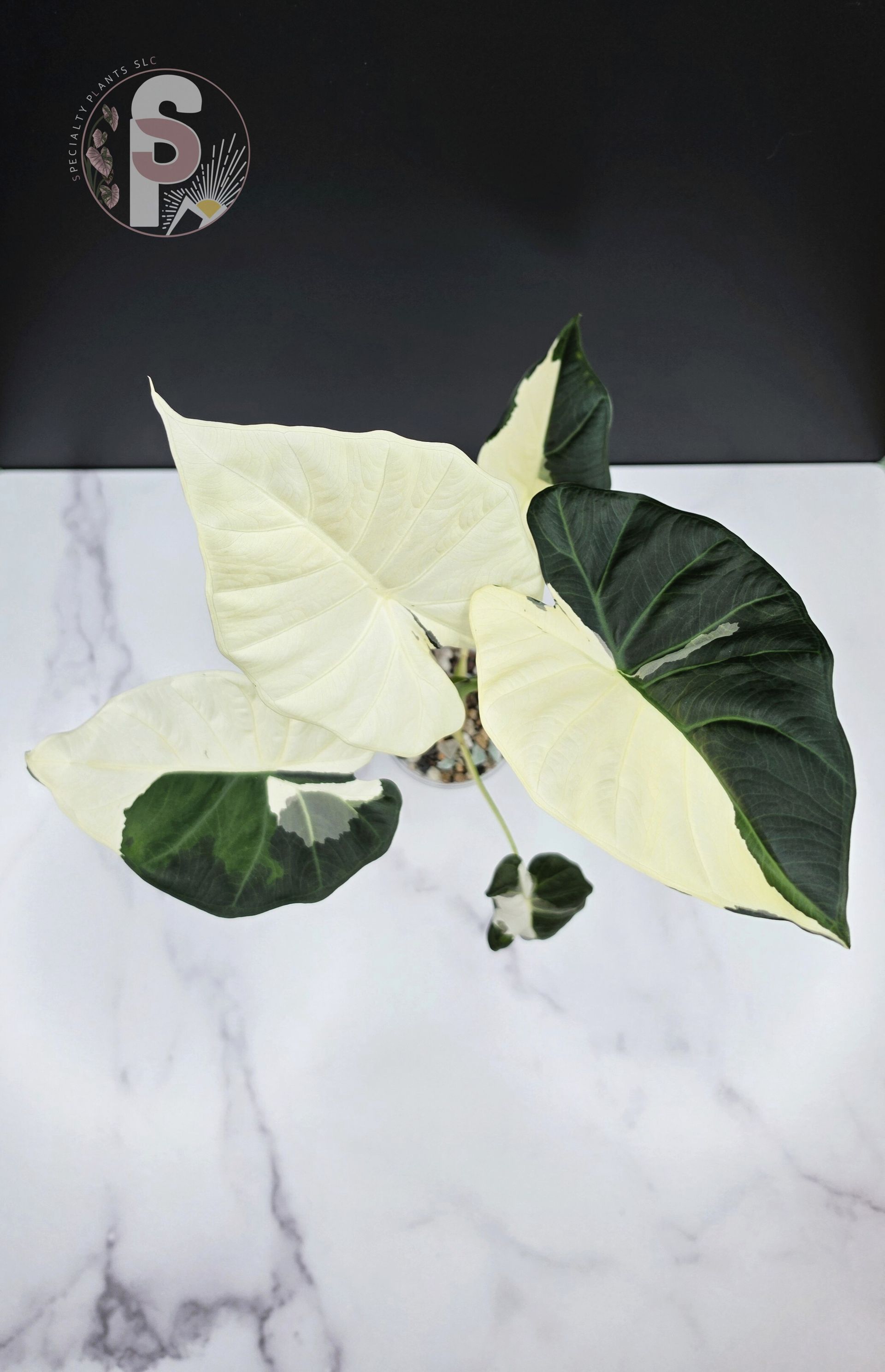 Alocasia regal shield albo/lava - 0979
