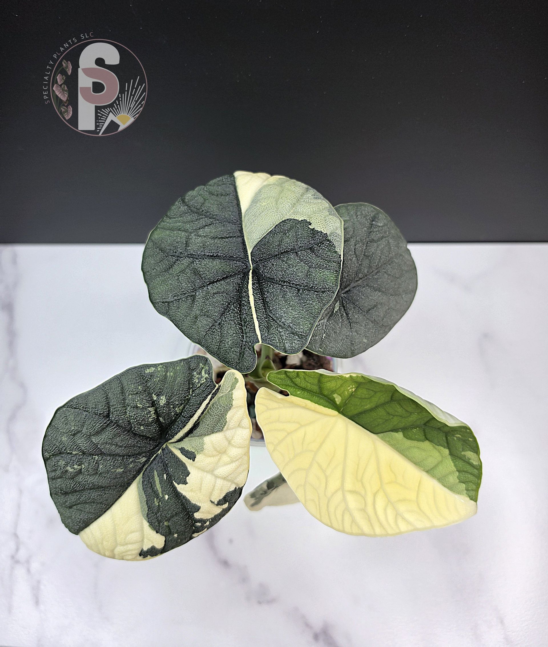 Alocasia melo albo - 0991