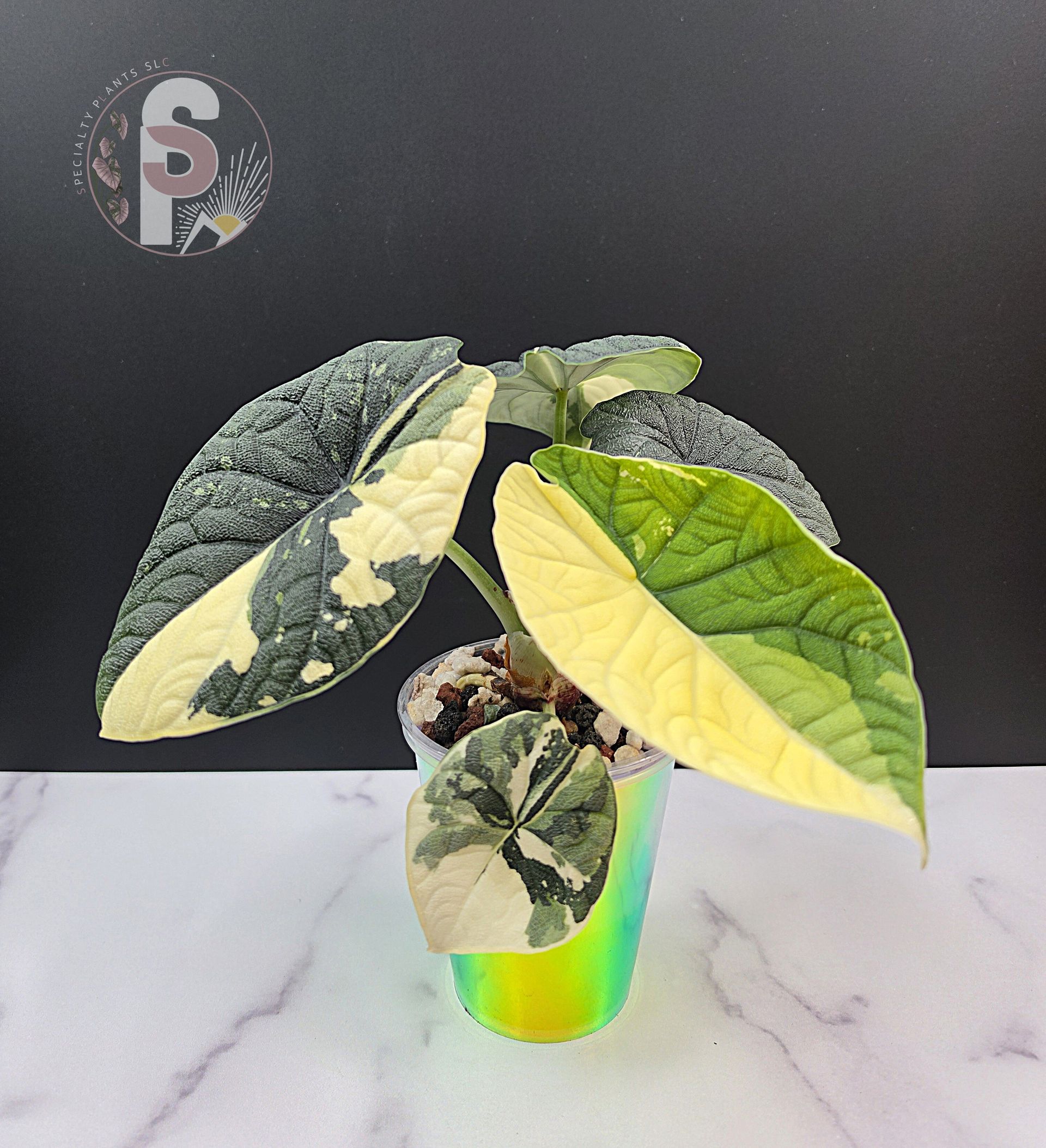 Alocasia melo albo - 0991