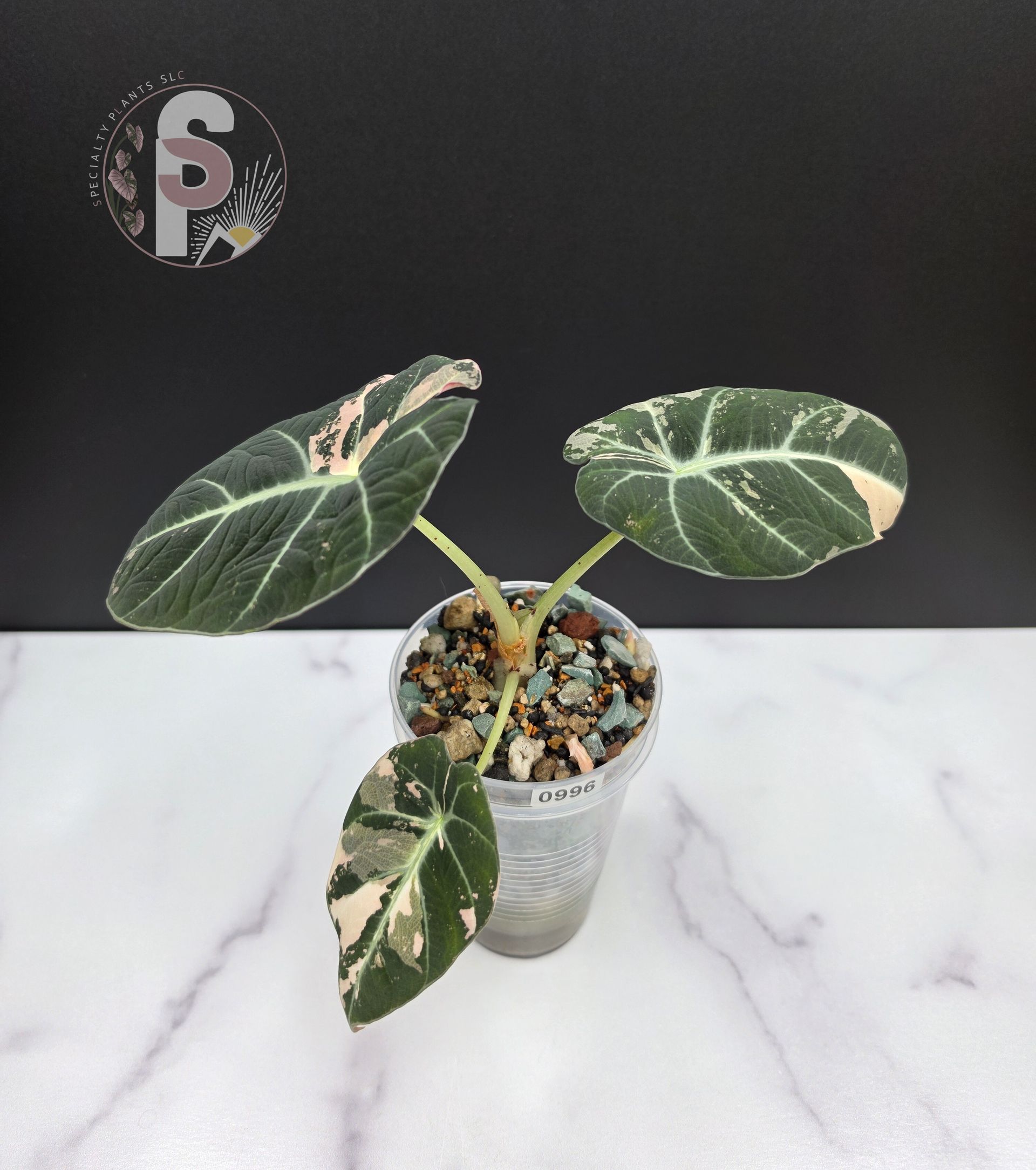 Alocasia pink black velvet - 0996