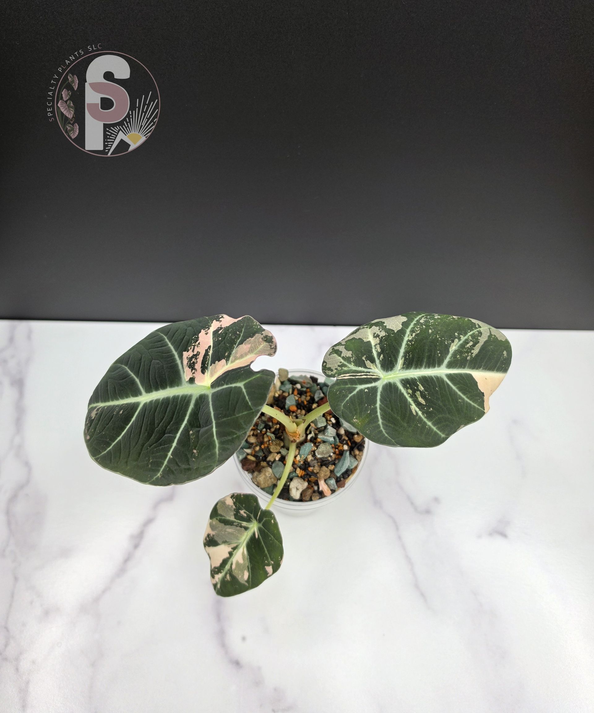 Alocasia pink black velvet - 0996