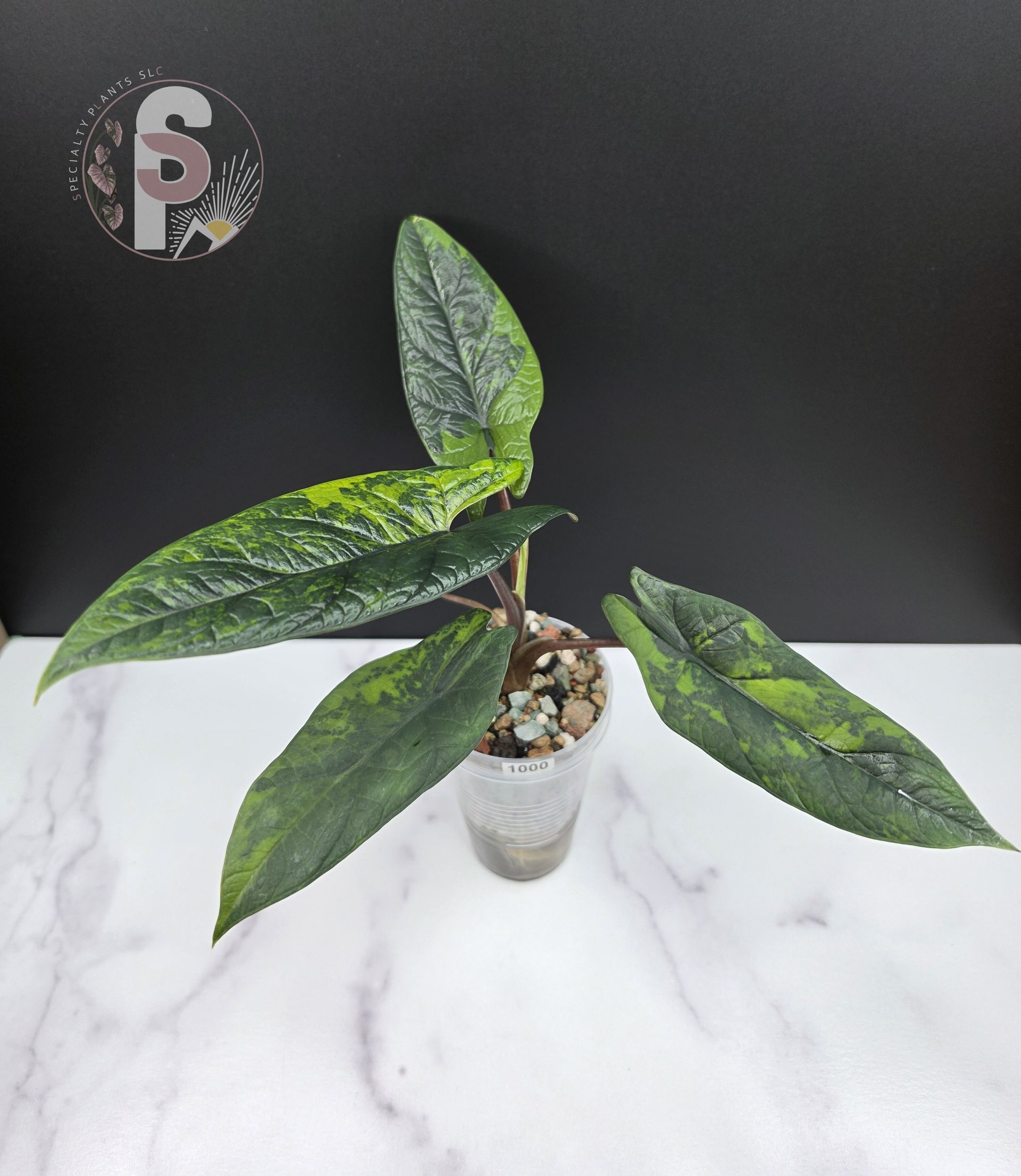 Alocasia scalprum aurea - 1000