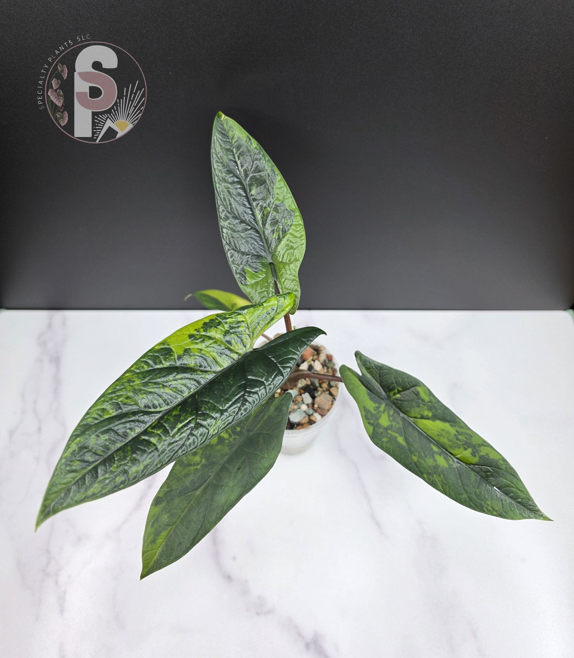 Alocasia scalprum aurea - 1000