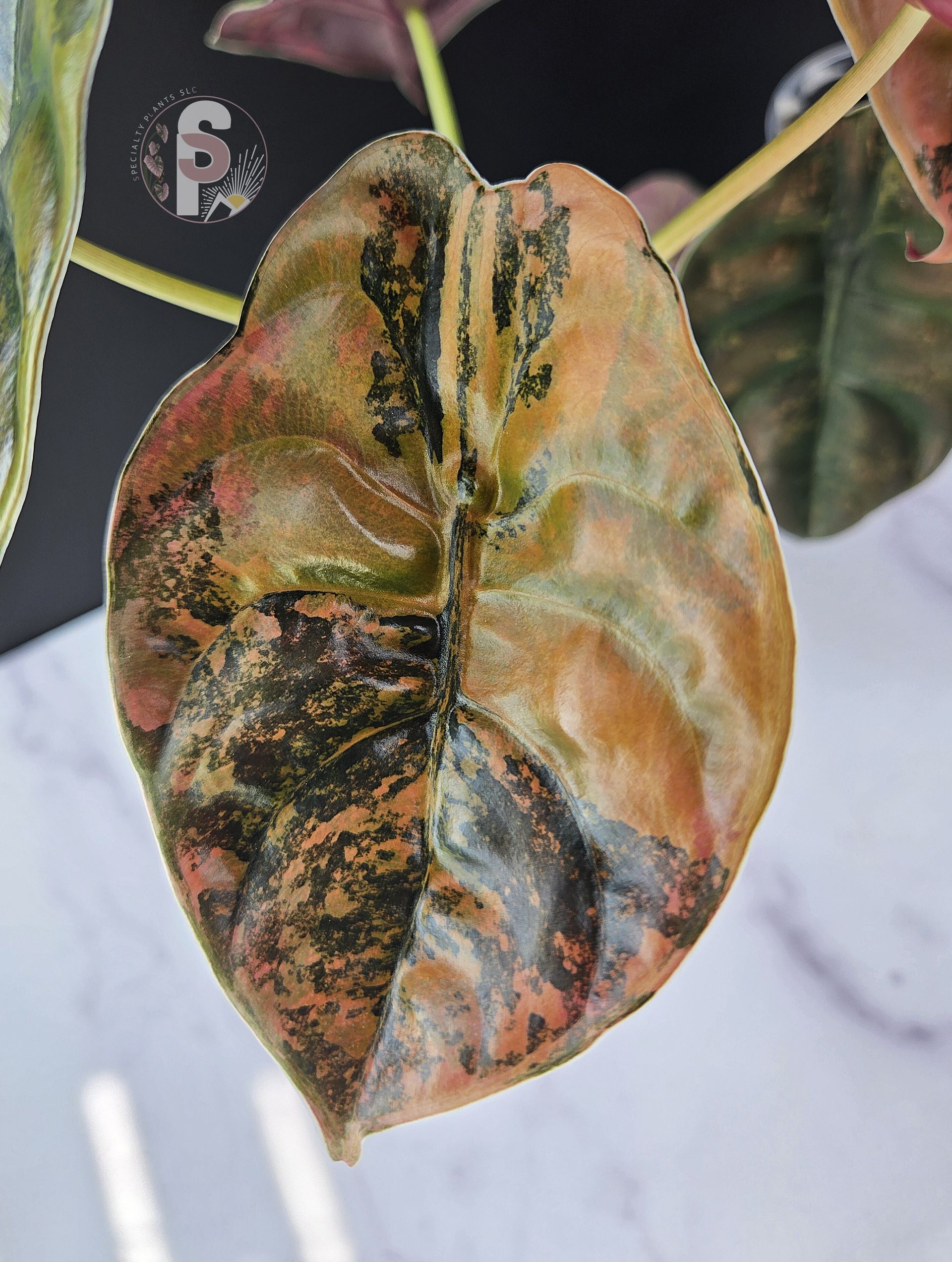 Alocasia cuprea latte - 0992
