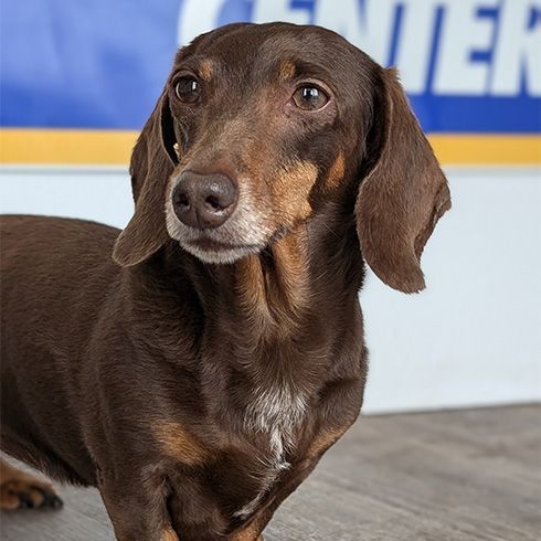 Lily, our mascot
