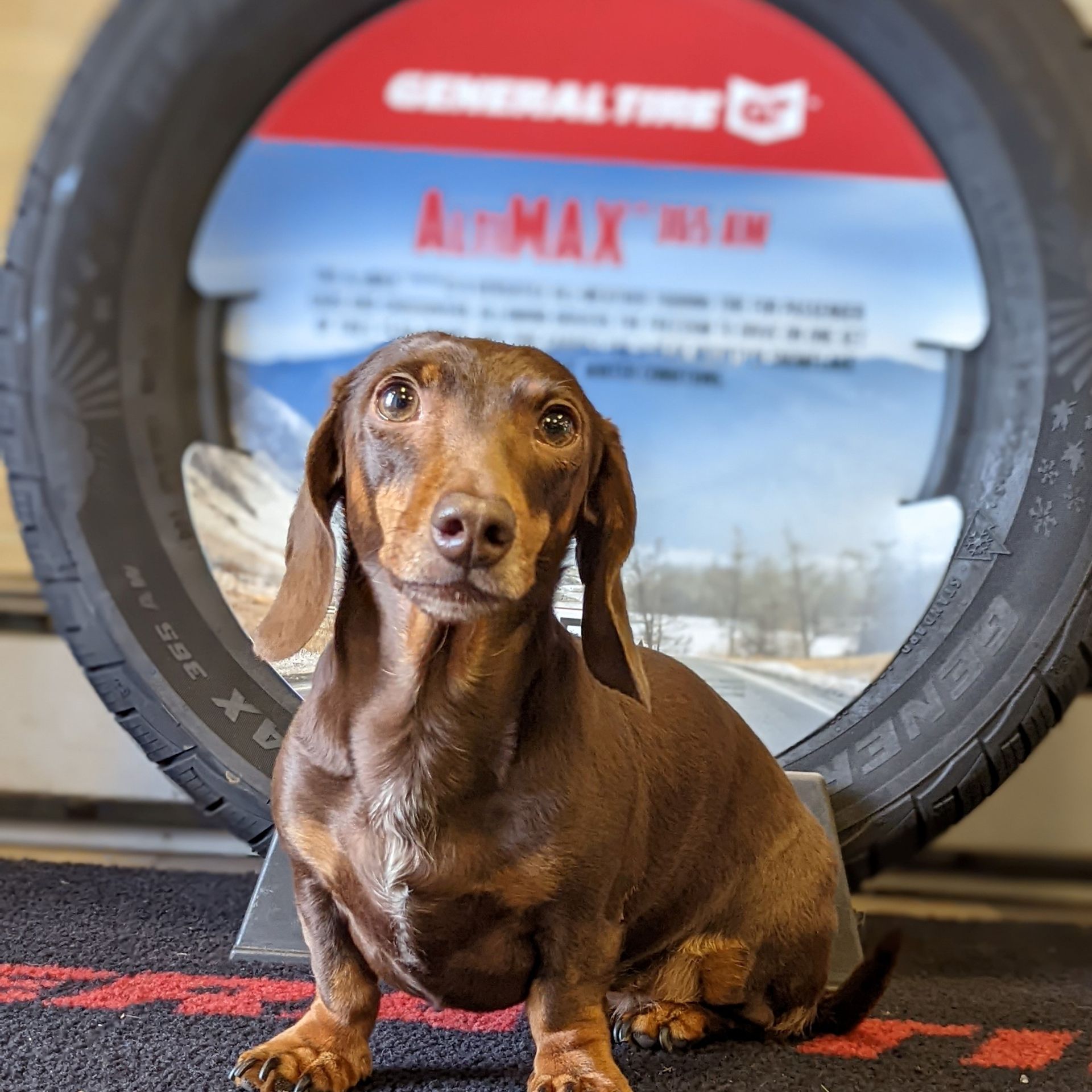 Lily, our mascot