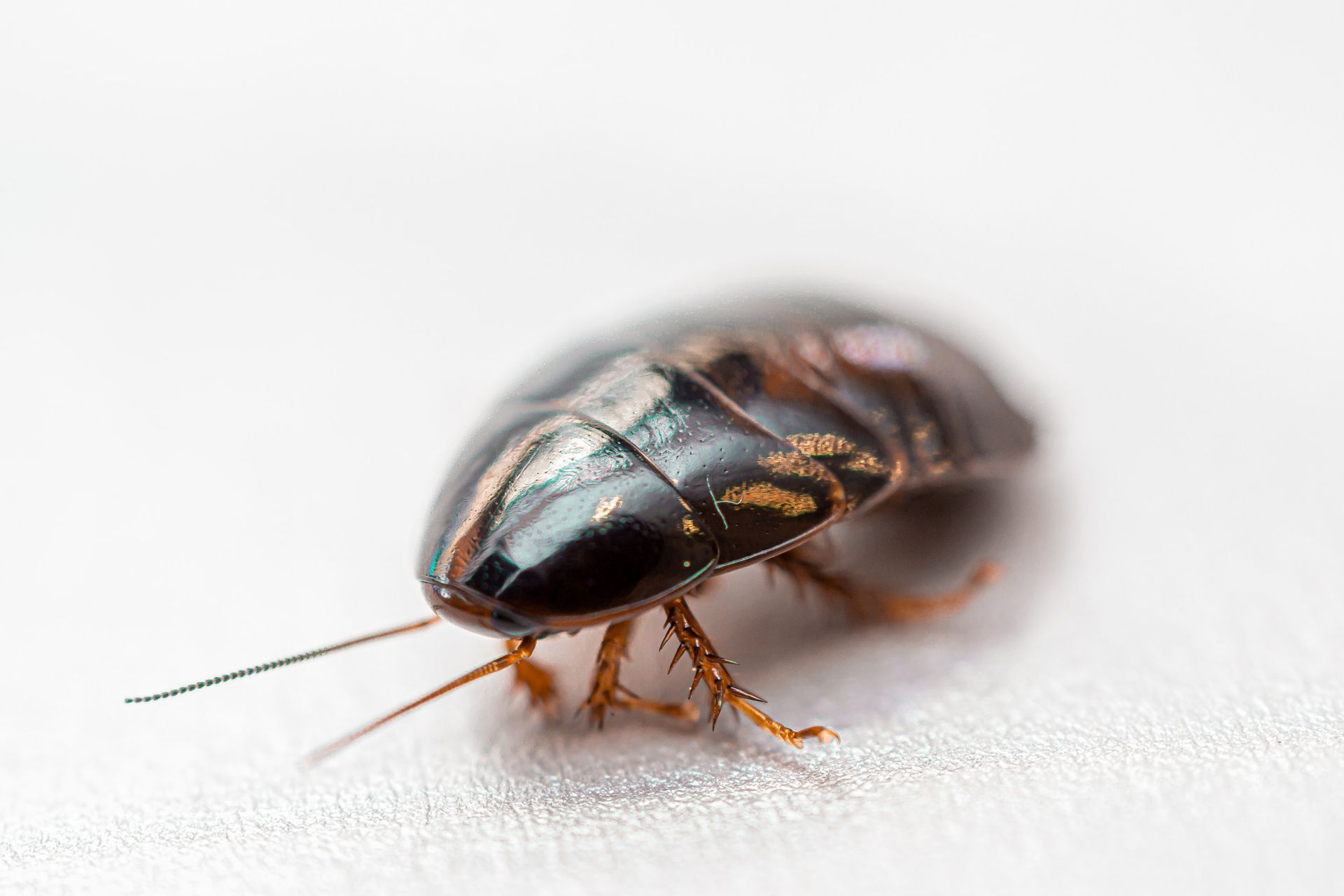 Three cockroaches are laying on a wooden surface.
