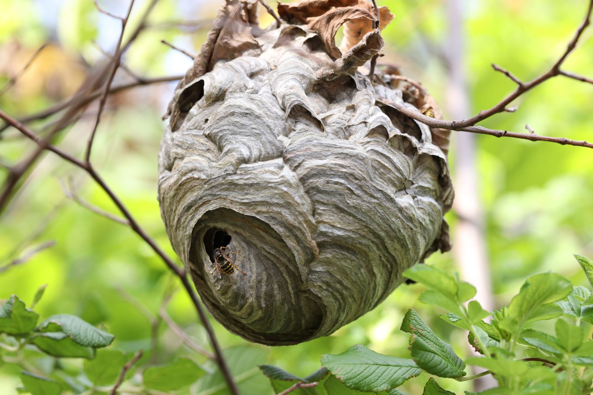 A wasp nest is hanging from a tree branch.