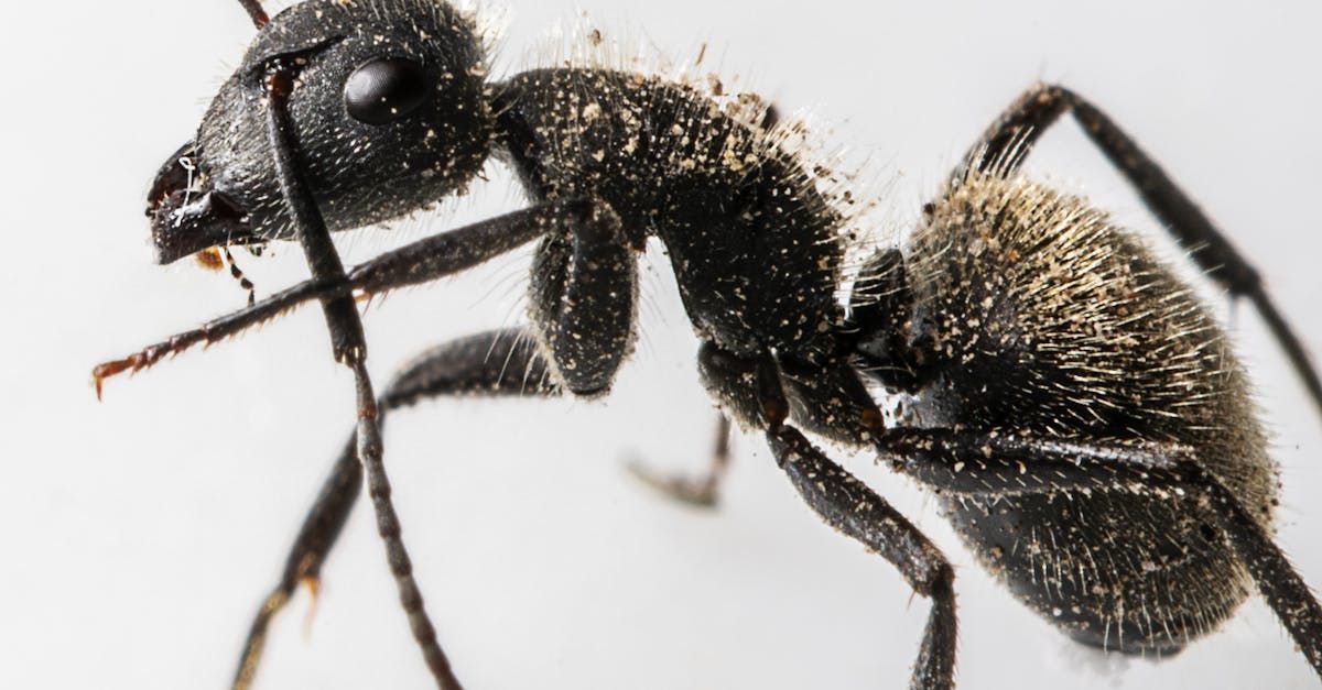 A bunch of ants are crawling on the corner of a wooden floor.
