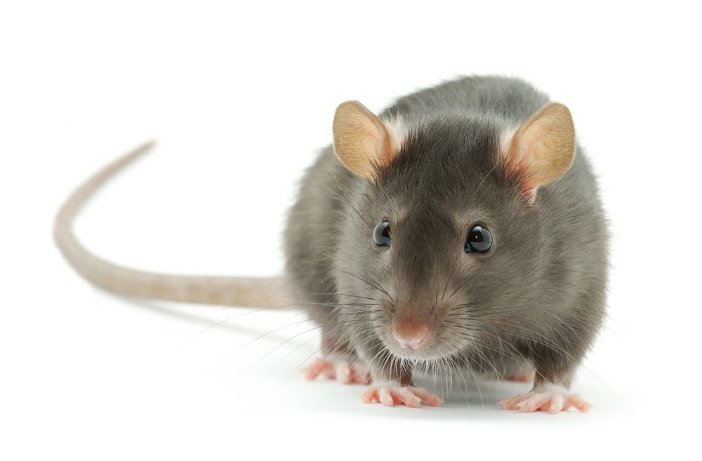 Two mice are sitting on a ledge on a wall