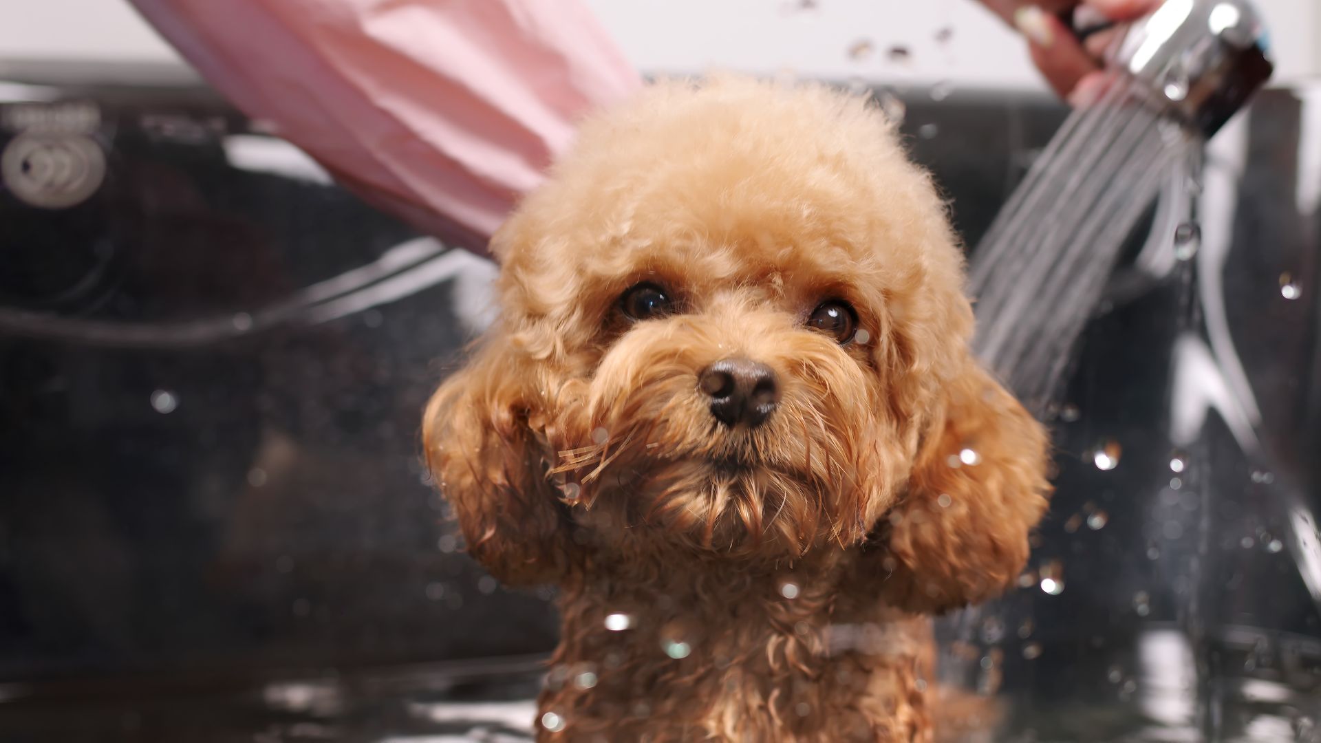 A small brown poodle is getting a bath in a bathtub.