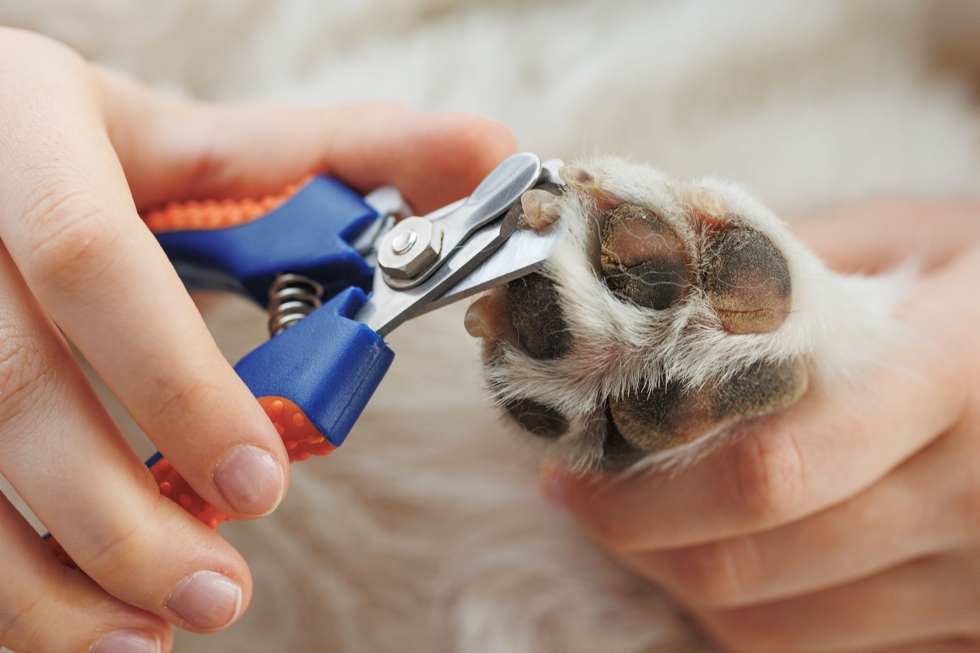 A person is cutting a dog 's nails with scissors.