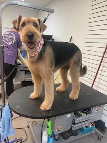 A dog is standing on top of a grooming table.