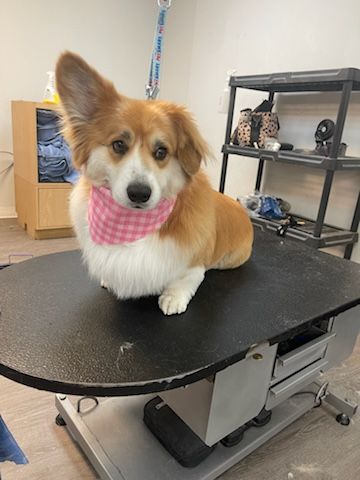 A dog wearing a pink bandana is sitting on a table.