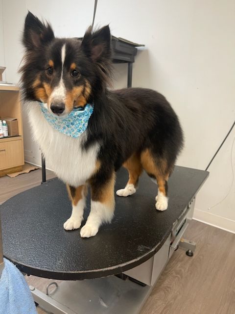 A dog wearing a bandana is standing on a table