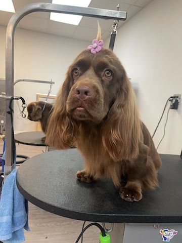 A brown dog with a flower in its hair is sitting on a table.
