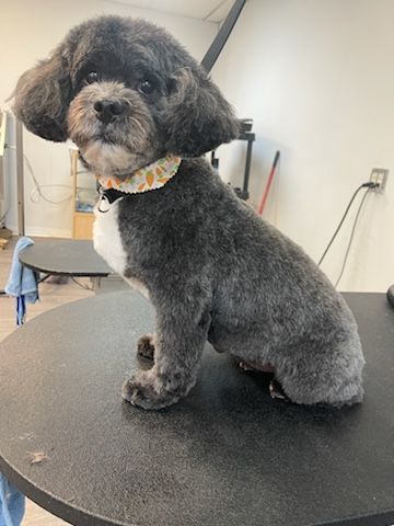 A small dog is sitting on top of a black table.