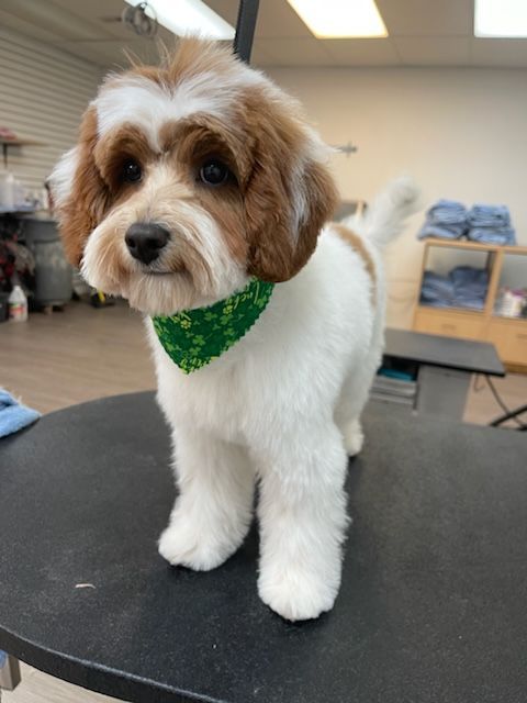 A brown and white dog wearing a green bandana is standing on a table.