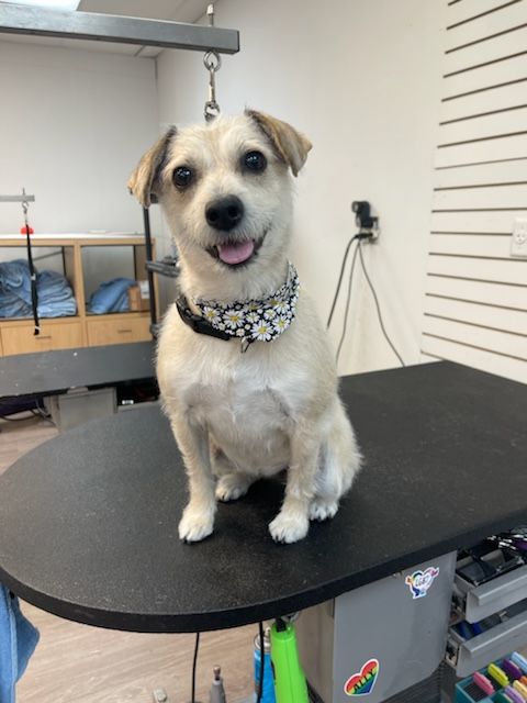 A small dog wearing a bandana is sitting on a table