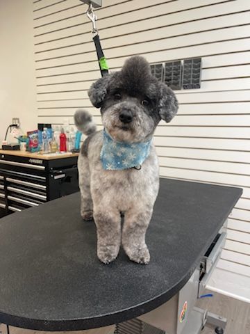 A small poodle is standing on a table in a grooming salon.
