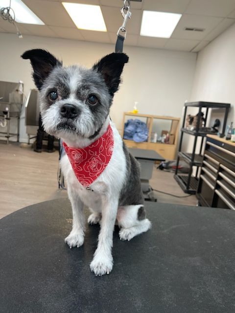 A small dog wearing a red bandana is sitting on a table