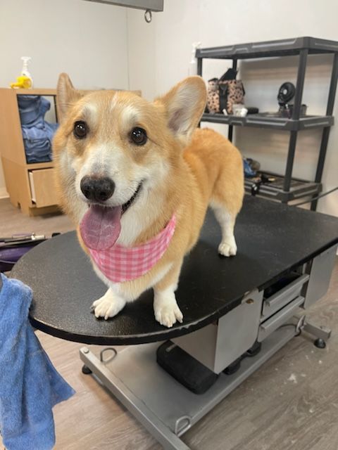 A dog wearing a pink bandana is standing on a table