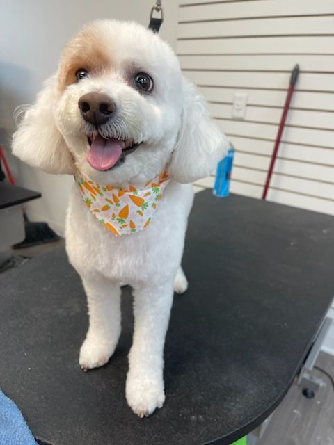 A small white dog wearing a bandana is standing on a table.