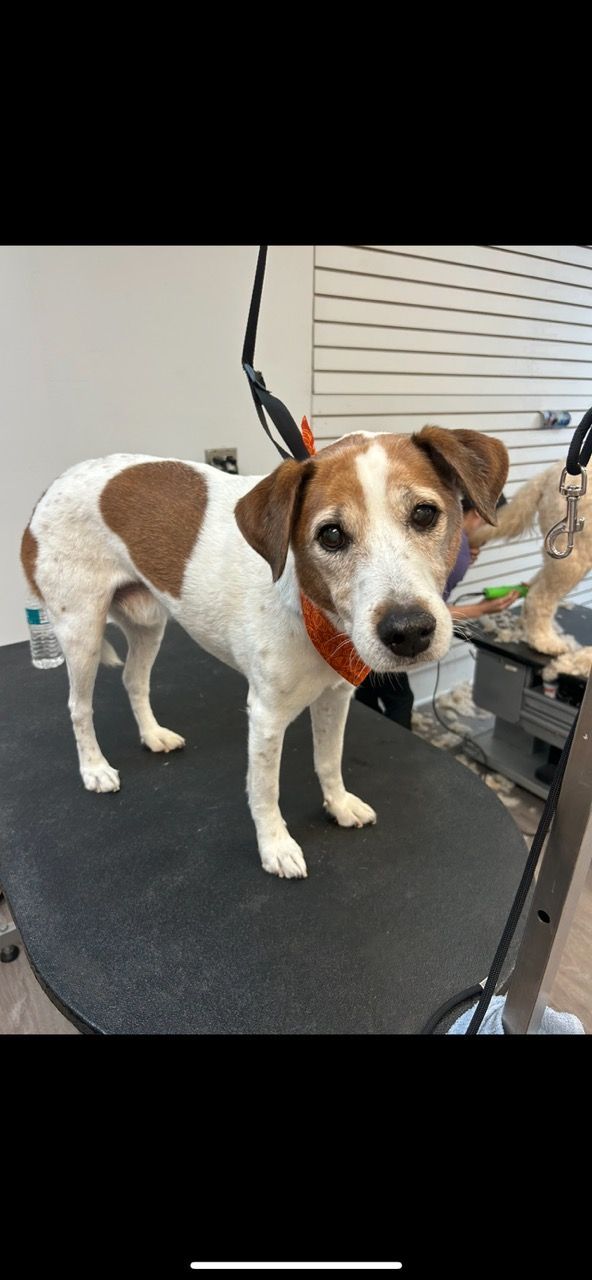 A small brown and white dog is standing on a grooming table.