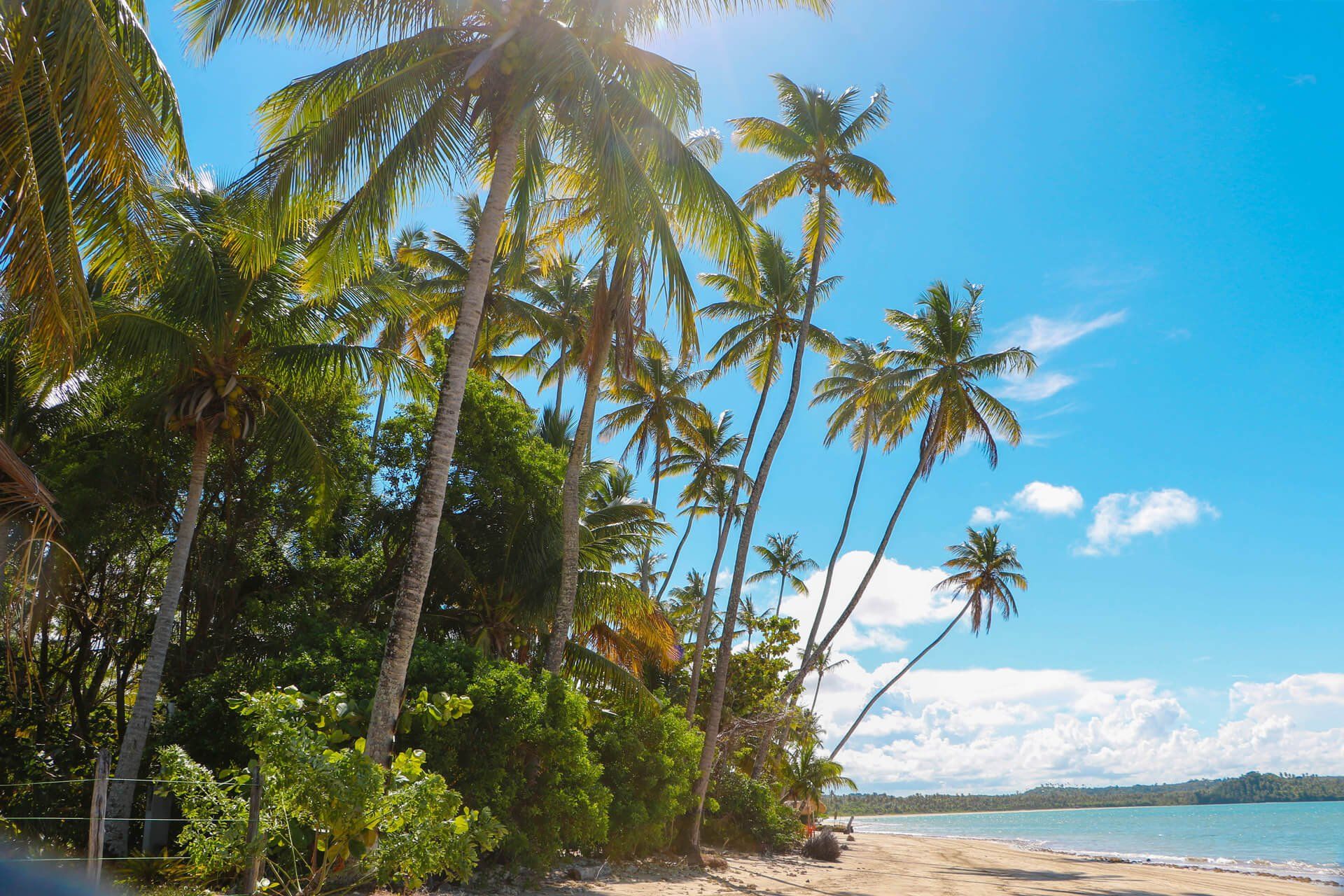 faixa da praia de Boipeba com vegetação
