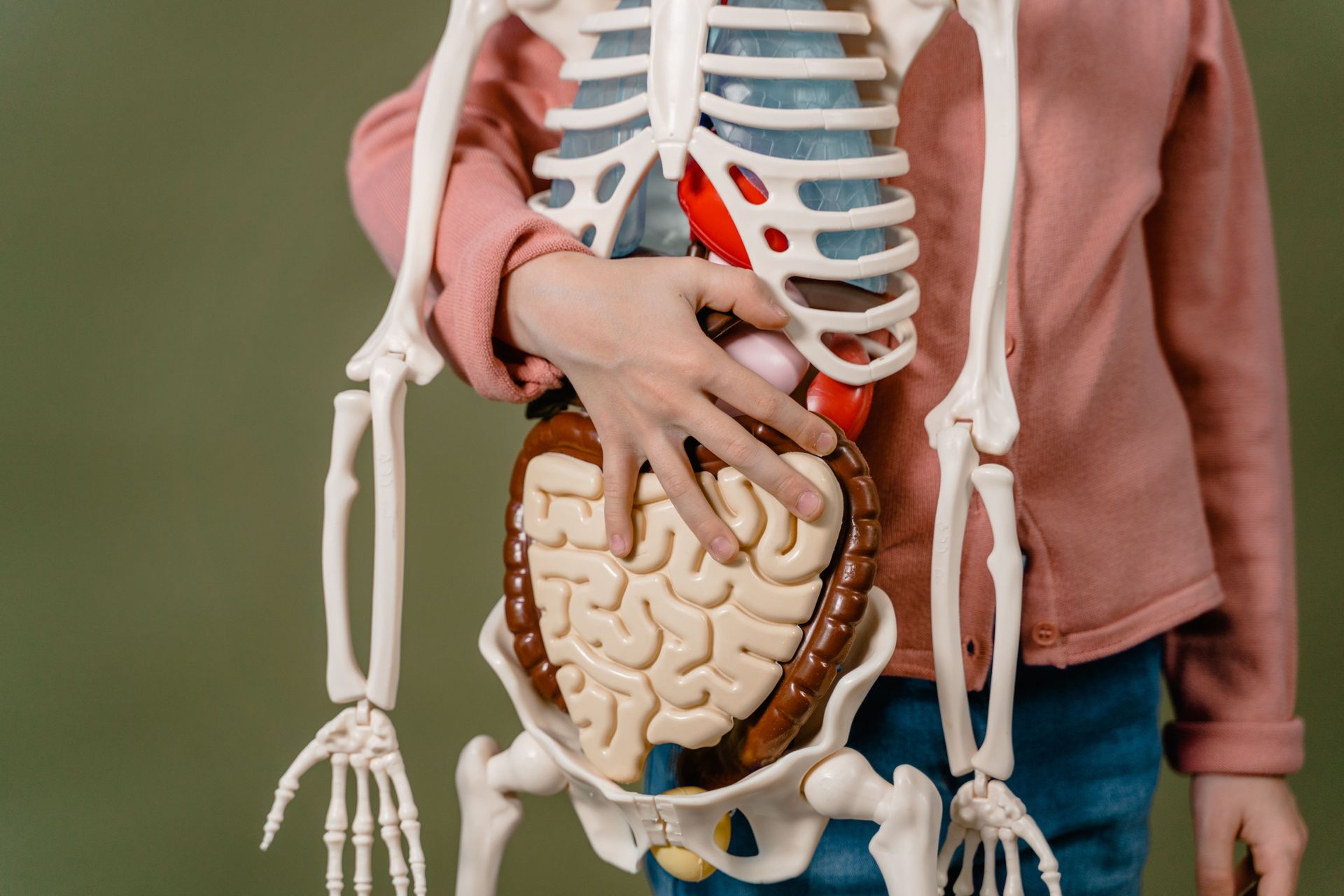 Child holding a skeleton anatomy model, with hand on the stomach and visible organs on a pink shirt