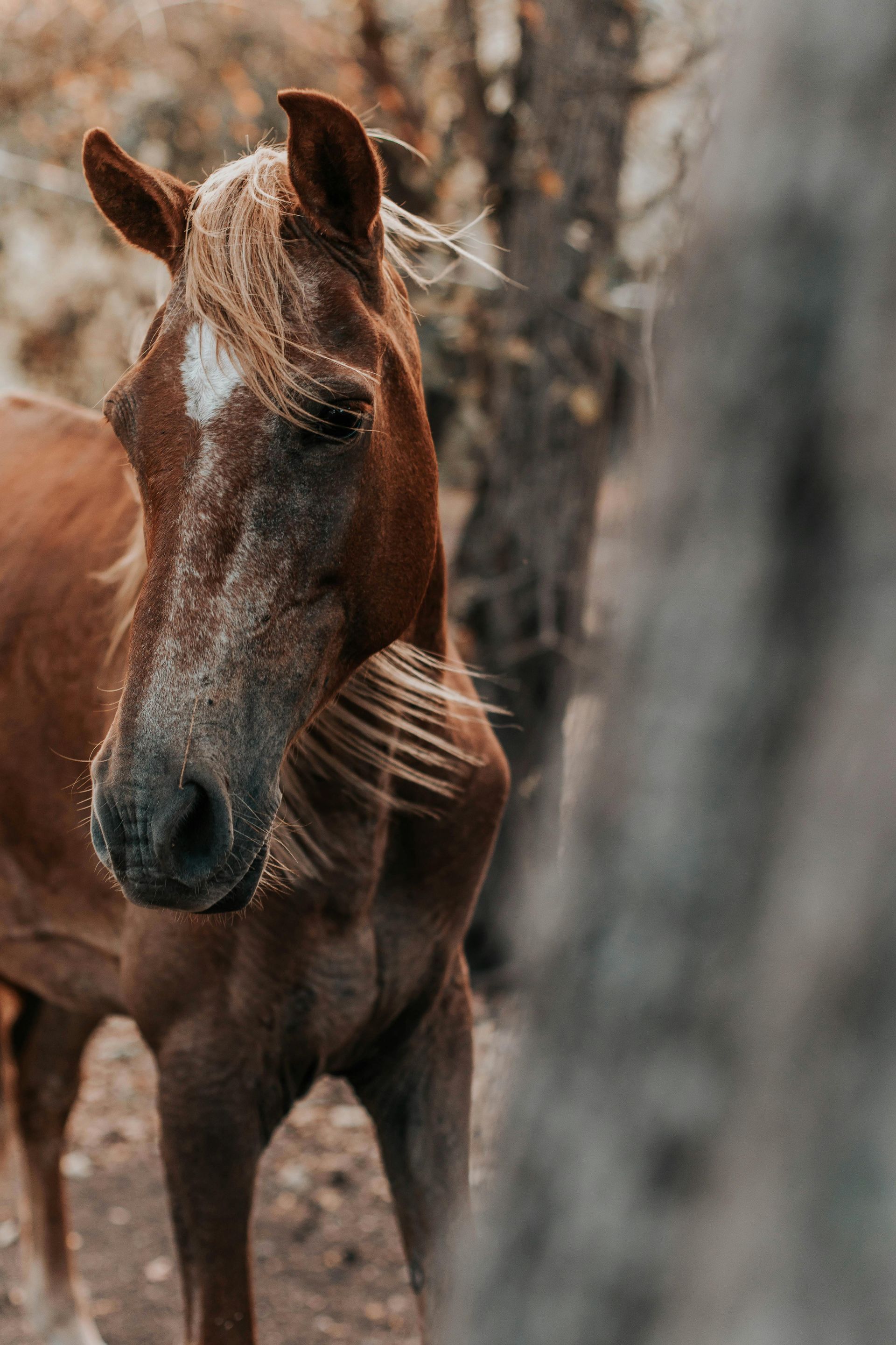 A brown horse with a white spot on its face is standing next to a tree.