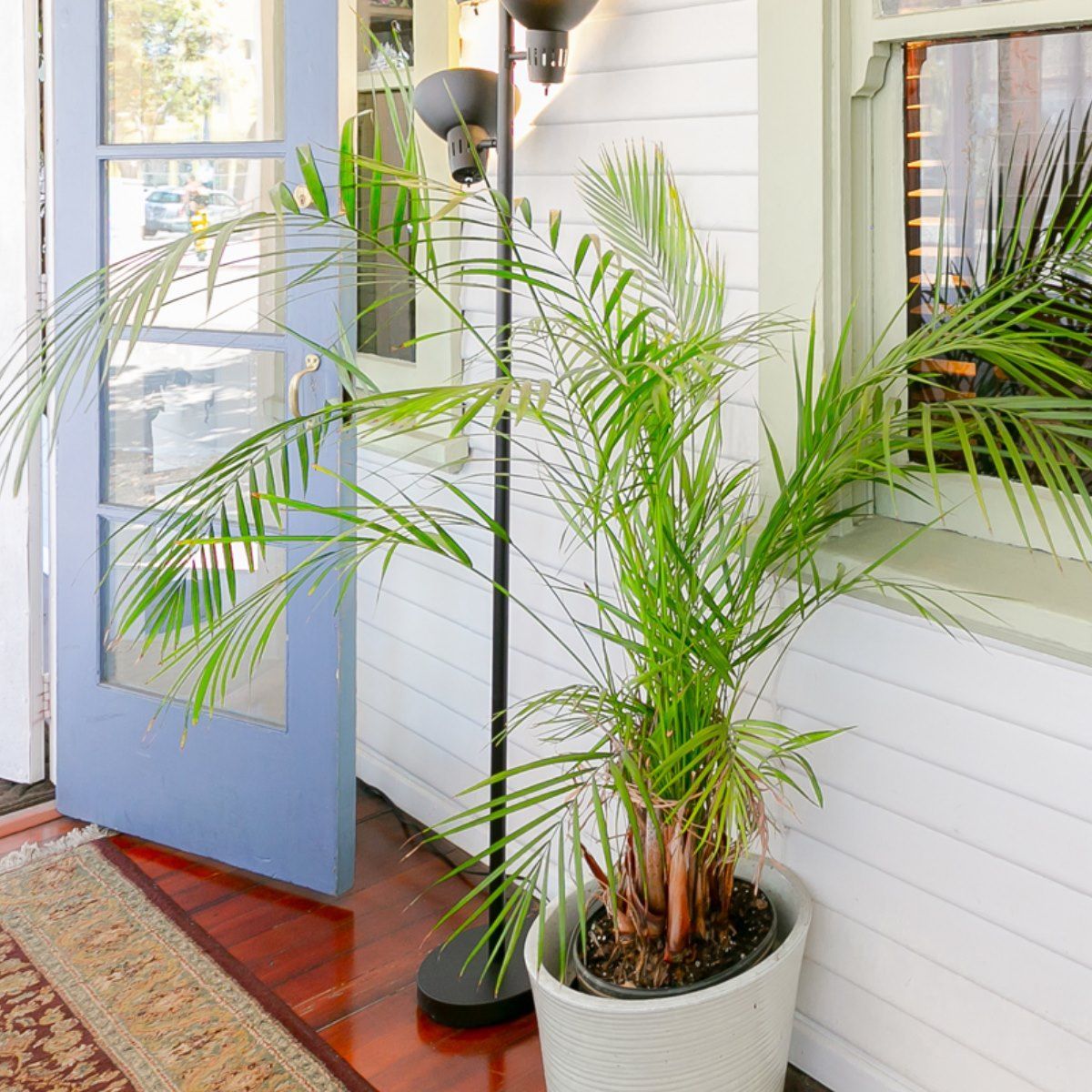 A potted palm plant sits next to a black floor lamp by a blue door and a window on a wooden porch.