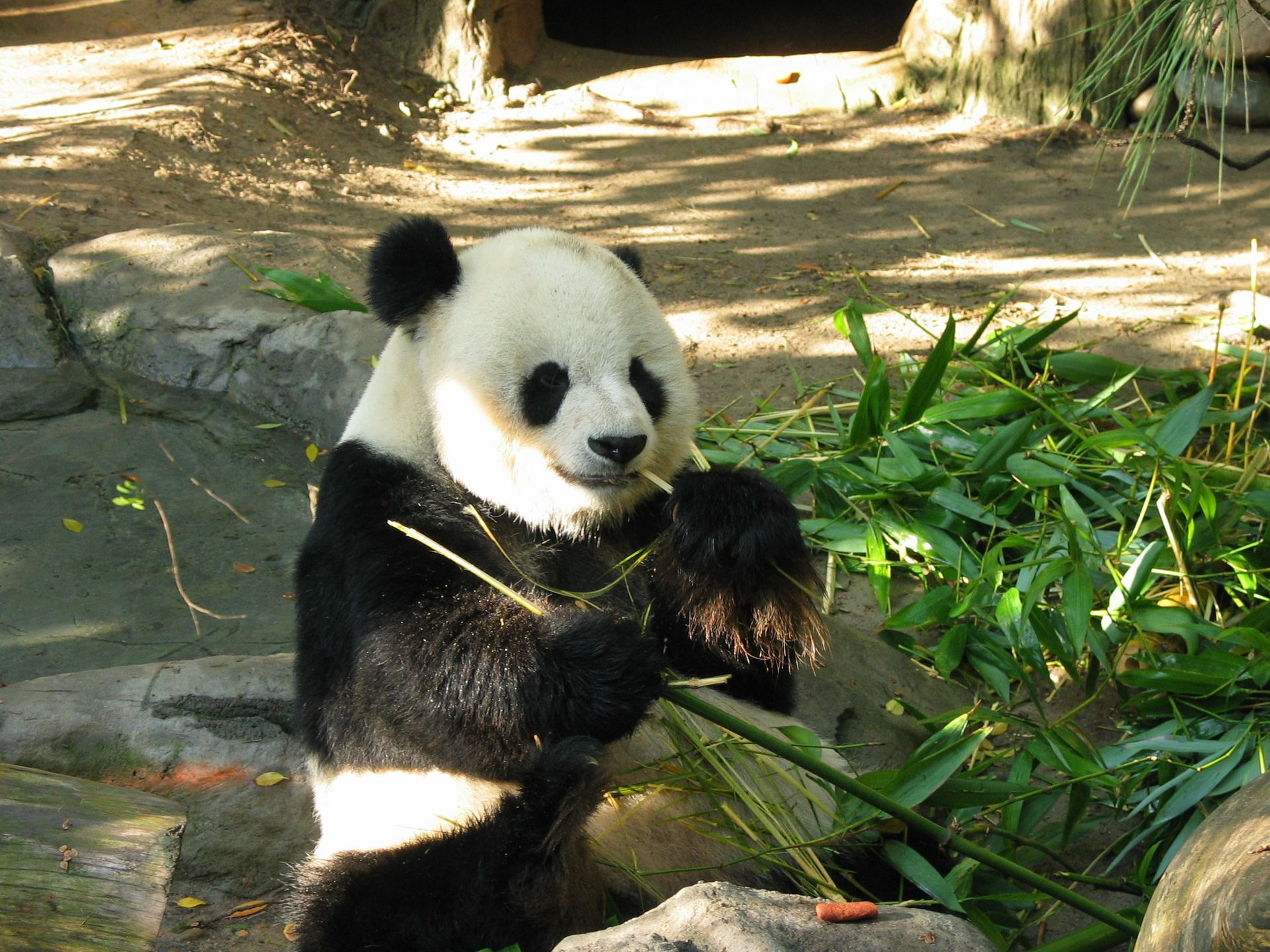 A giant panda sits on rocks, holding and eating green bamboo stalks in a sunny, natural enclosure.