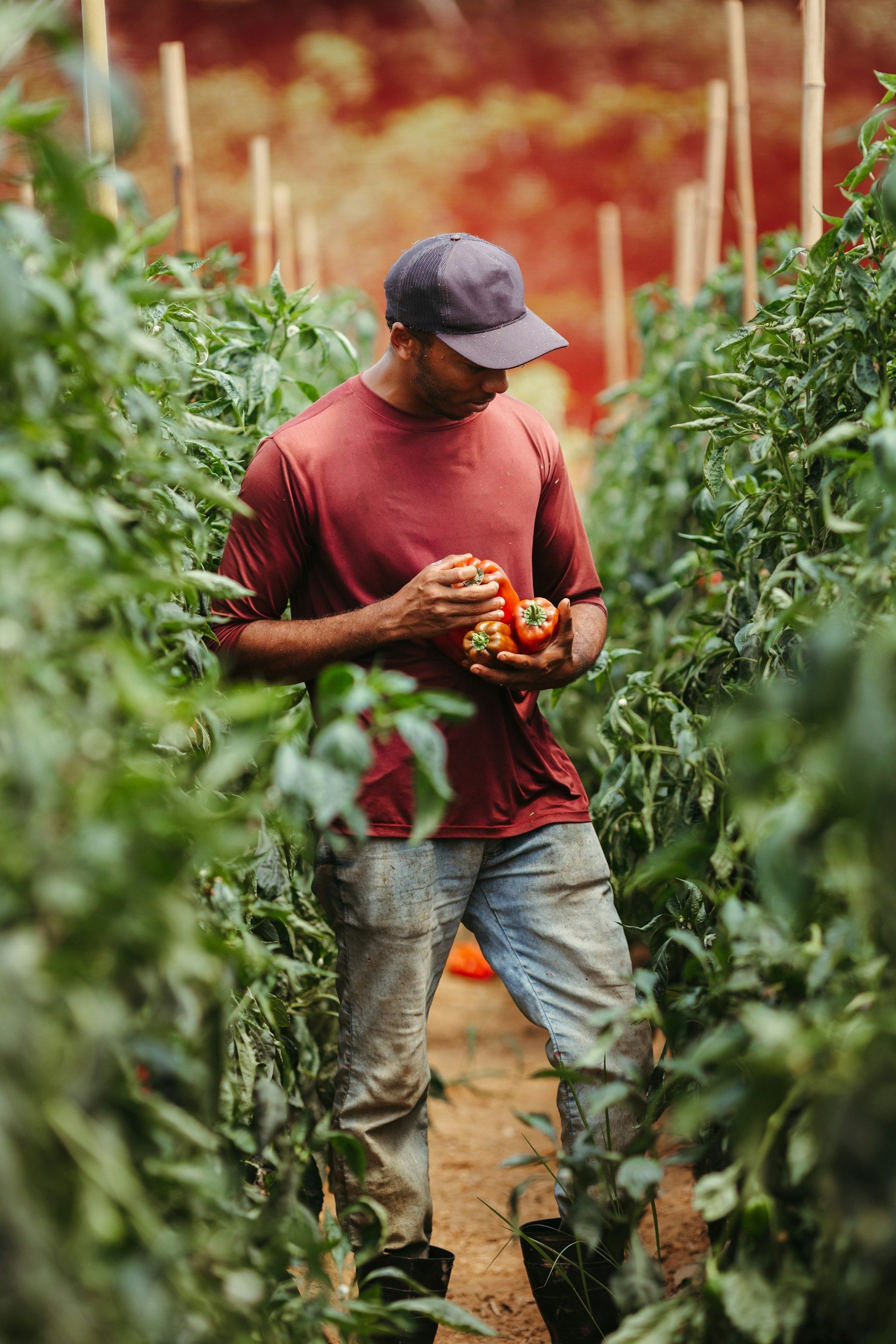 Person in red shirt and cap harvests red peppers in a greenhouse, surrounded by plants.