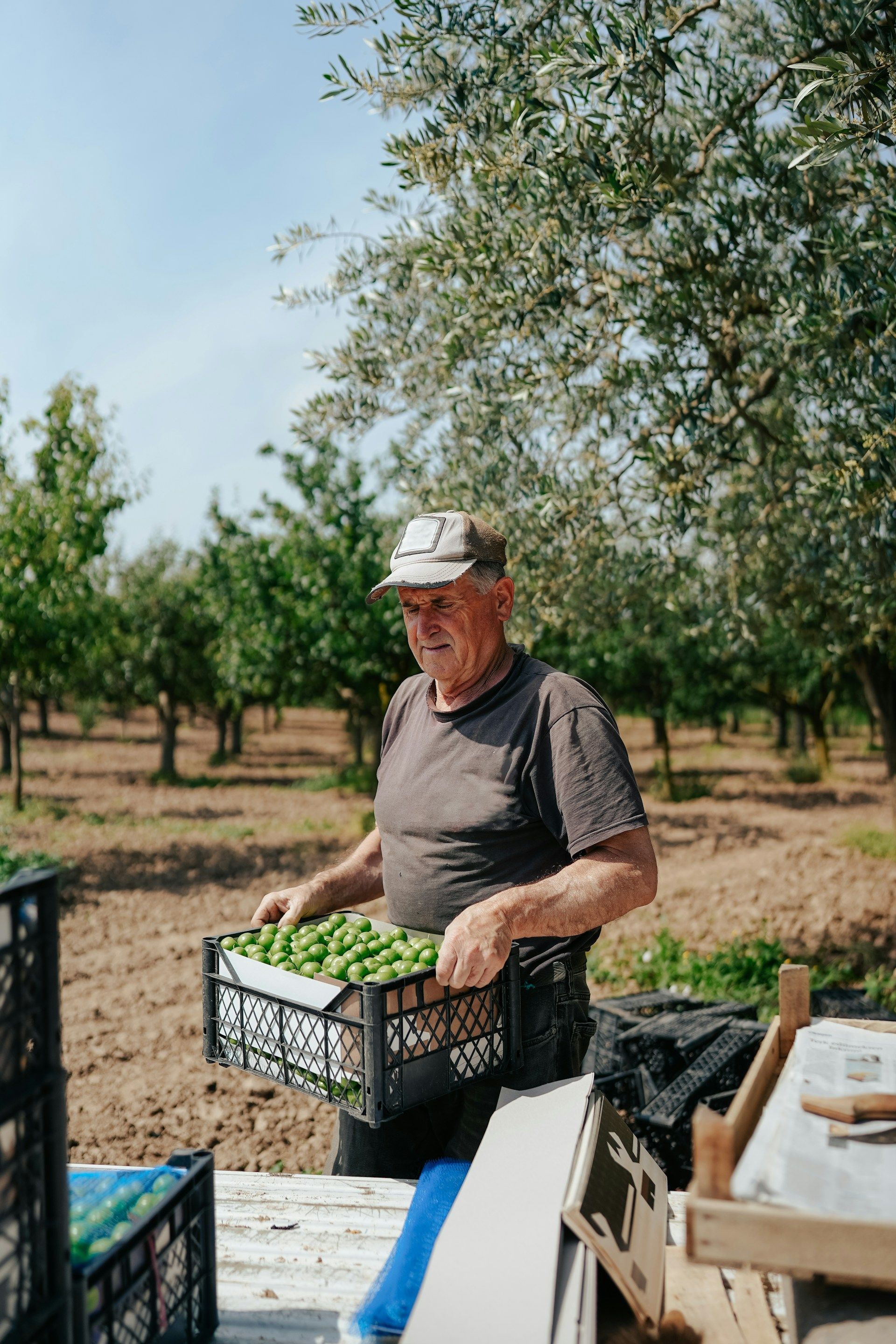 Man holding a crate of green olives in an olive grove on a sunny day.