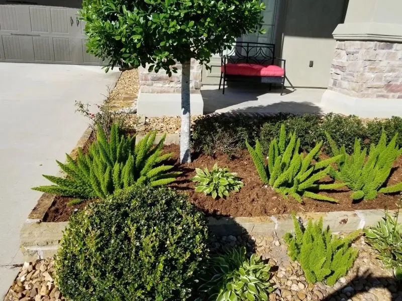 Landscaped garden bed with various green plants and a small tree near a driveway and front door.