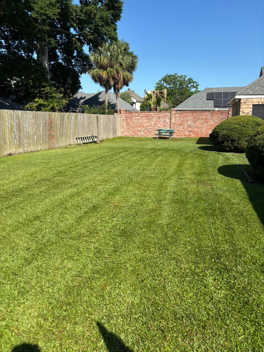 Green, well-manicured backyard lawn with a wooden fence, brick wall, and trees under a clear, blue sky.