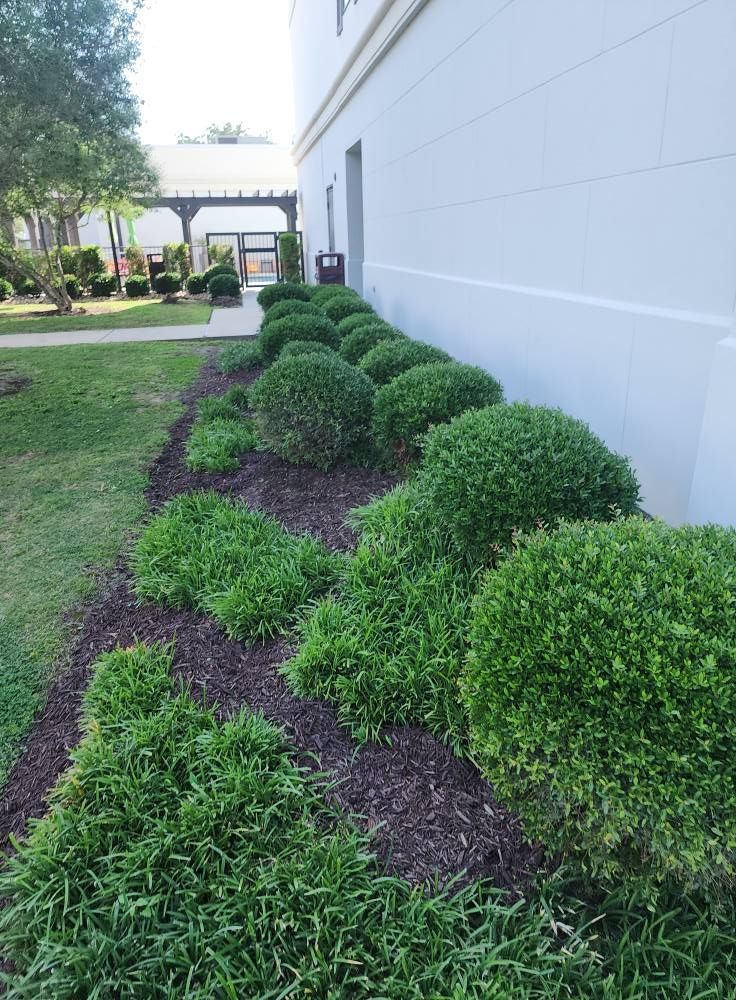 Row of trimmed green bushes and plants along a building's white wall; mulch in bed.